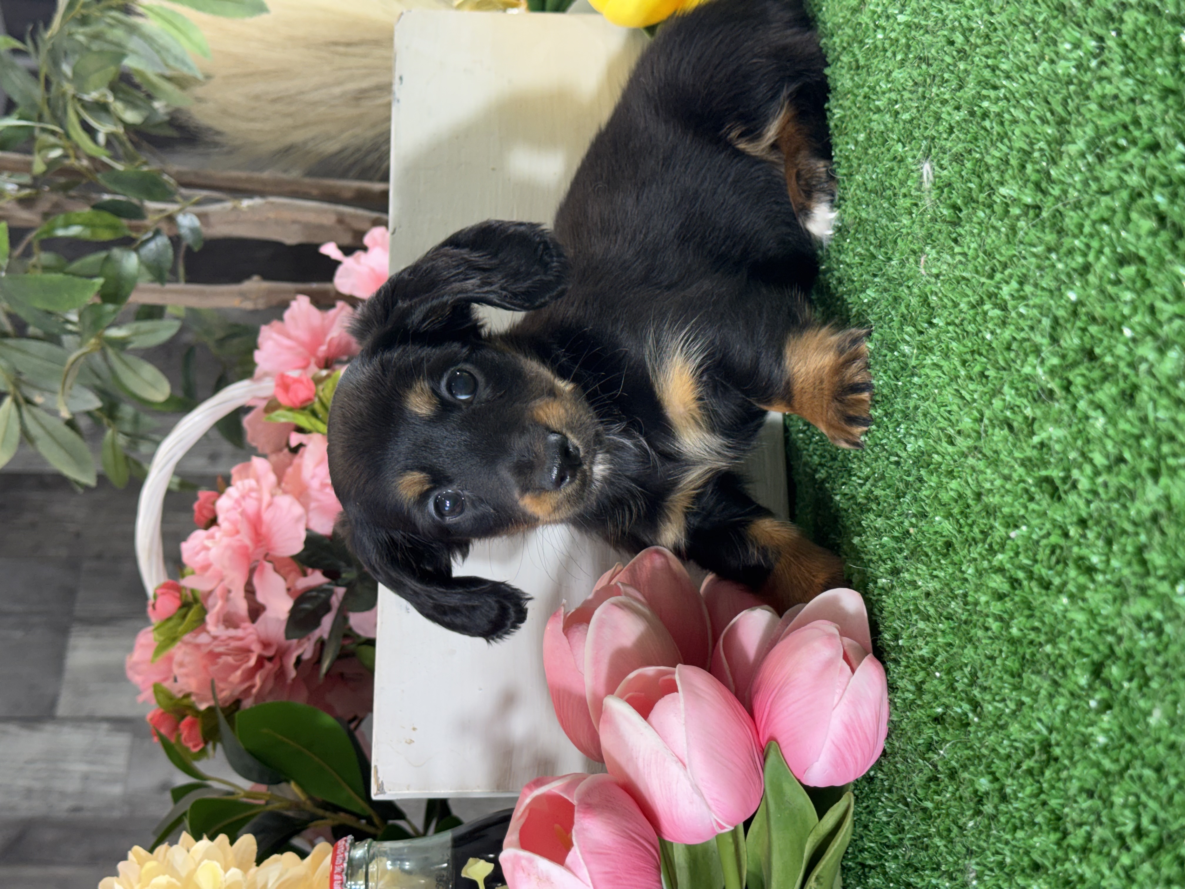 puppy photo