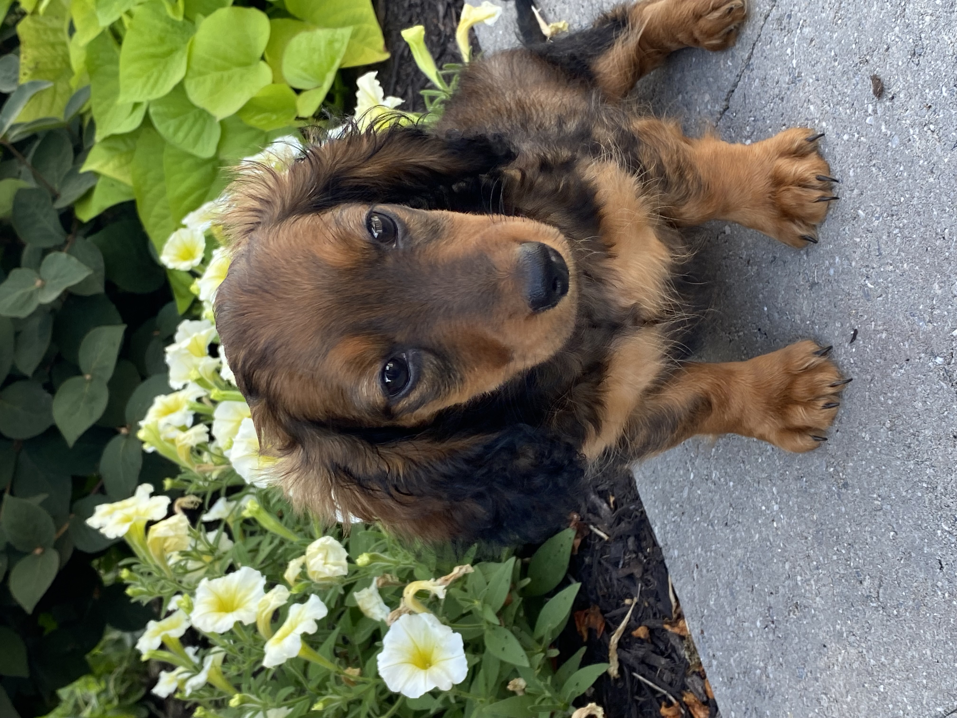 puppy, for, sale, Dachshund, Curtis  Martin, dog, breeder, Seneca Falls, NY, dog-breeder, puppy-for-sale, forsale, nearby, find, puppyfind, locator, puppylocator, aca
