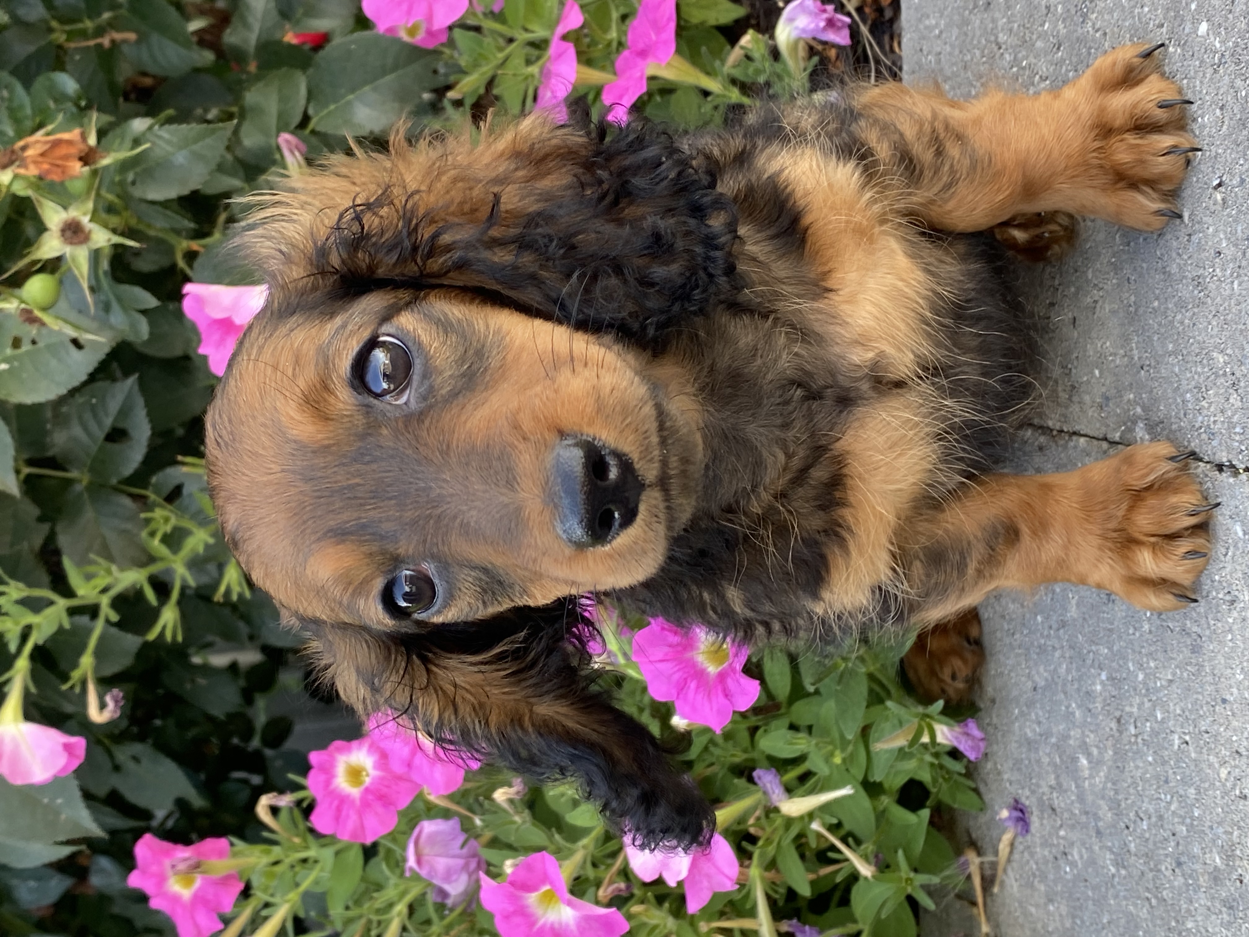 puppy, for, sale, Dachshund, Curtis  Martin, dog, breeder, Seneca Falls, NY, dog-breeder, puppy-for-sale, forsale, nearby, find, puppyfind, locator, puppylocator, aca