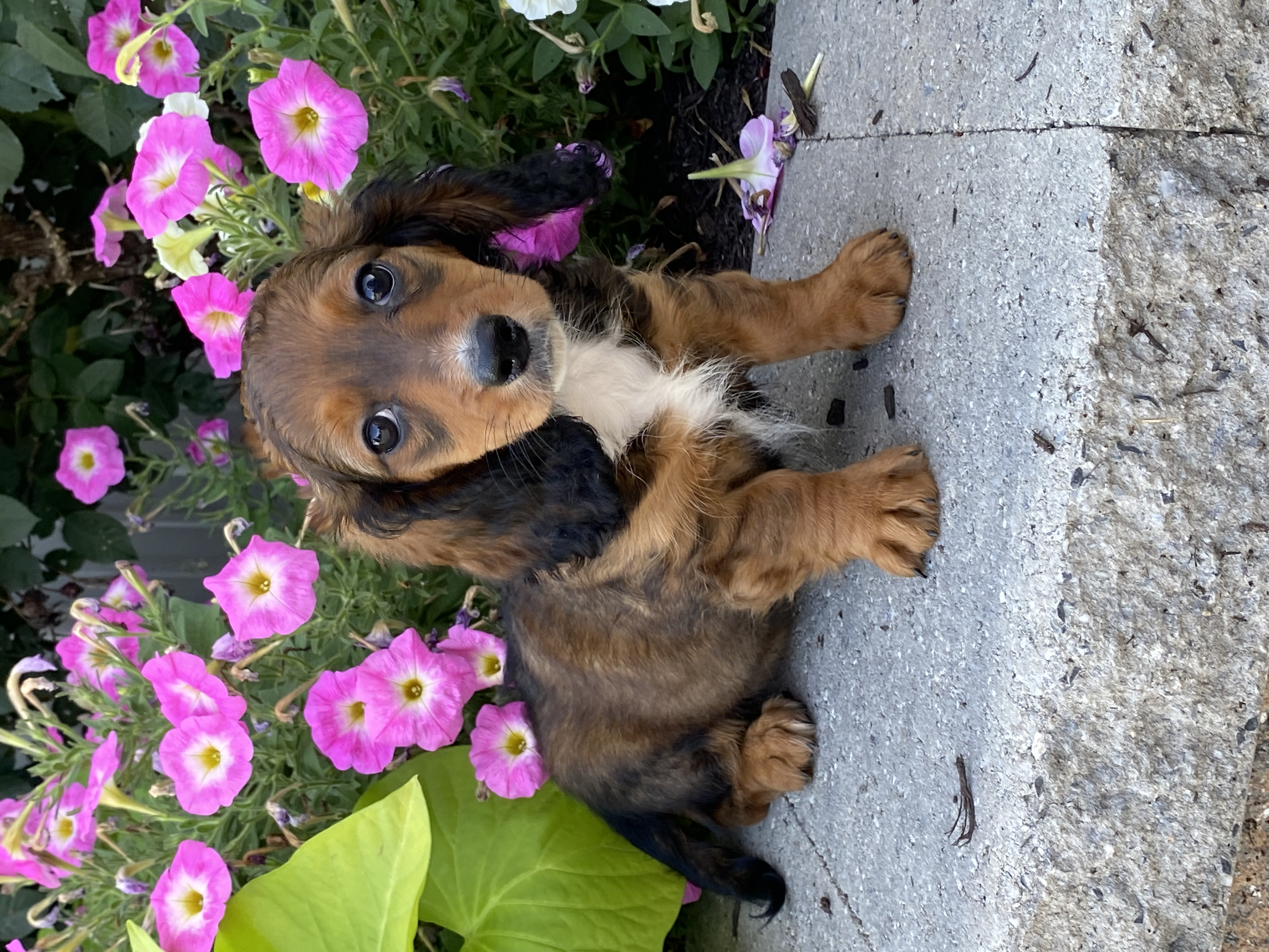 puppy, for, sale, Dachshund, Curtis  Martin, dog, breeder, Seneca Falls, NY, dog-breeder, puppy-for-sale, forsale, nearby, find, puppyfind, locator, puppylocator, aca