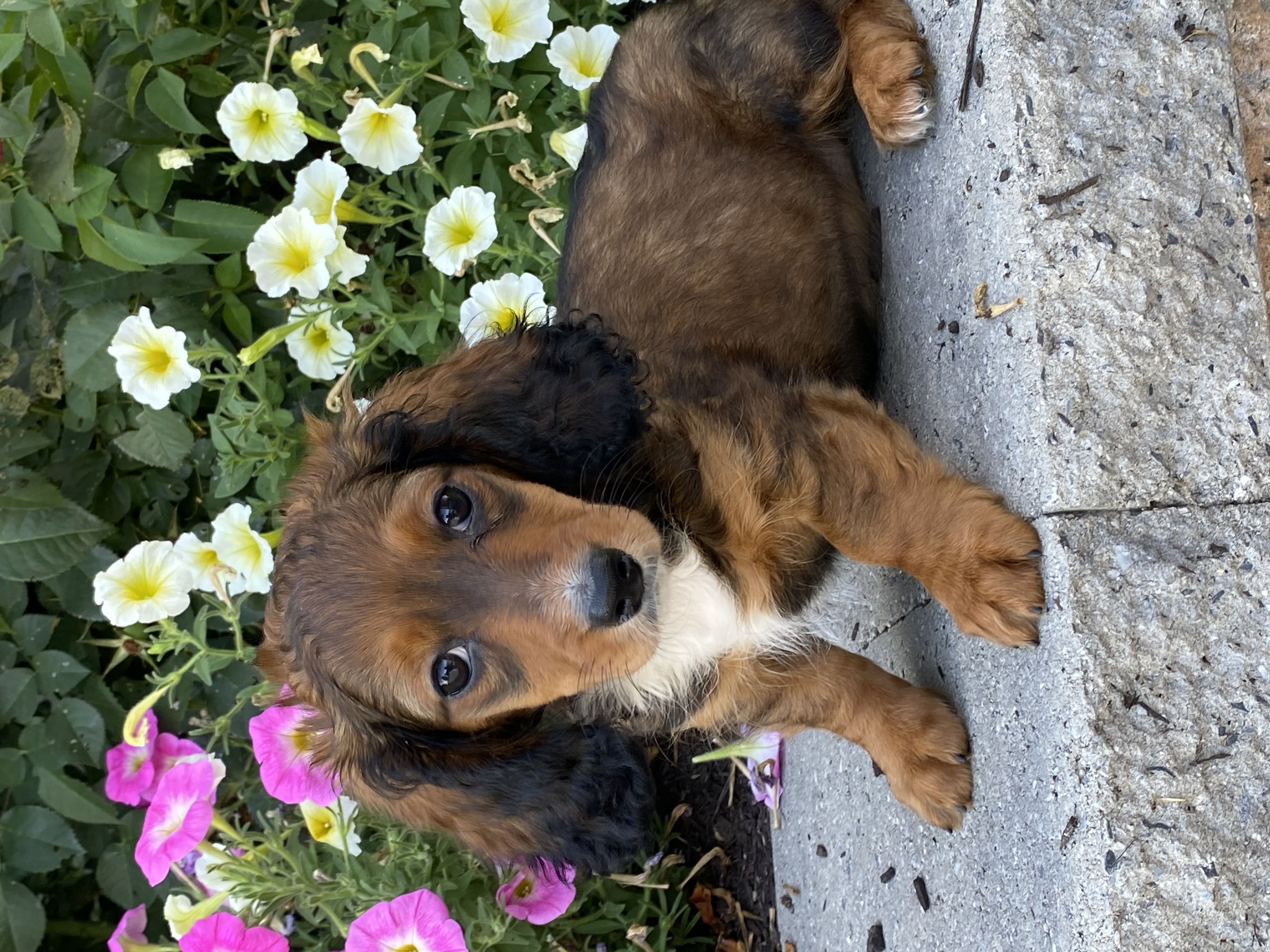 puppy, for, sale, Dachshund, Curtis  Martin, dog, breeder, Seneca Falls, NY, dog-breeder, puppy-for-sale, forsale, nearby, find, puppyfind, locator, puppylocator, aca