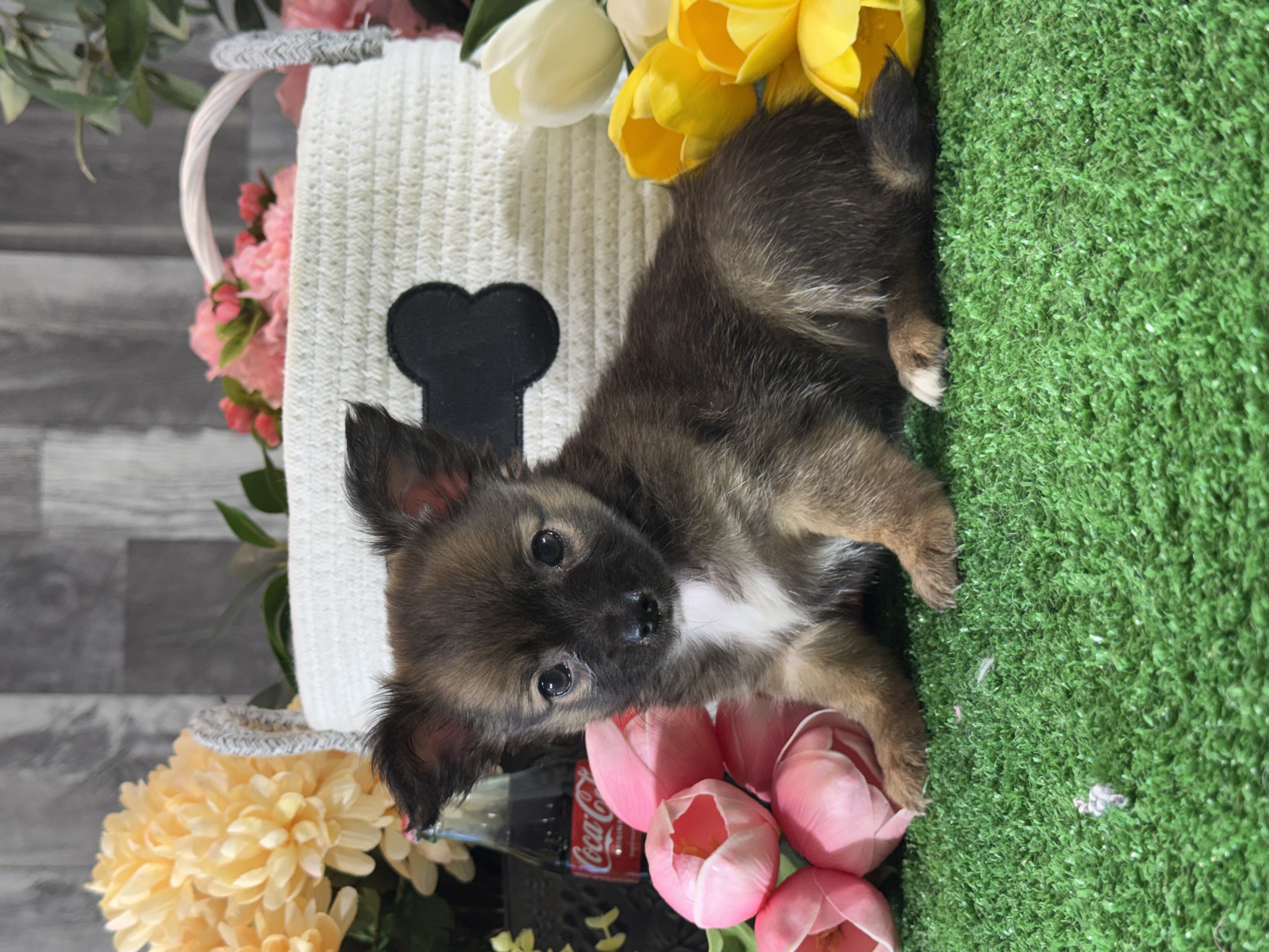 puppy photo