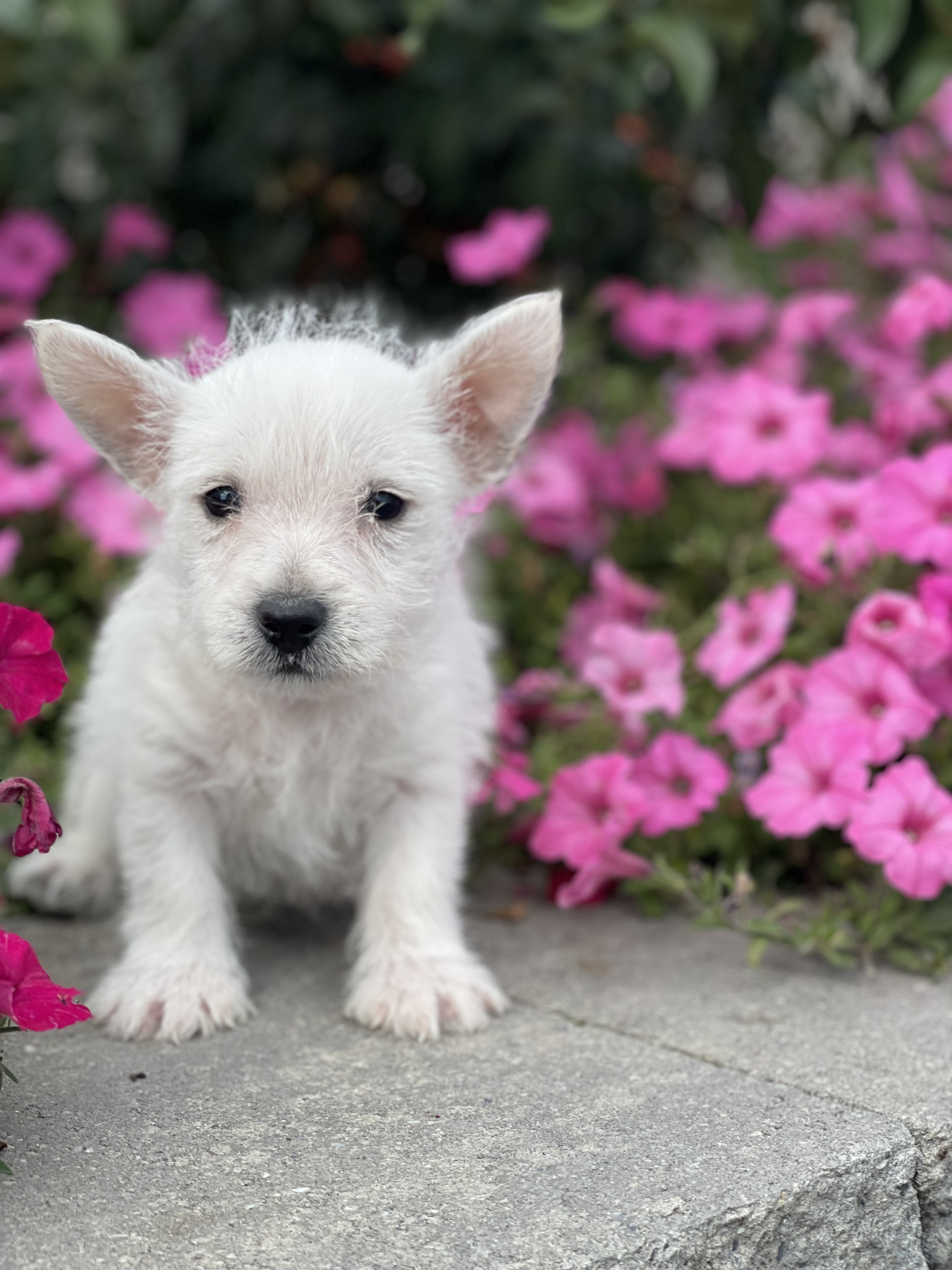 puppy photo