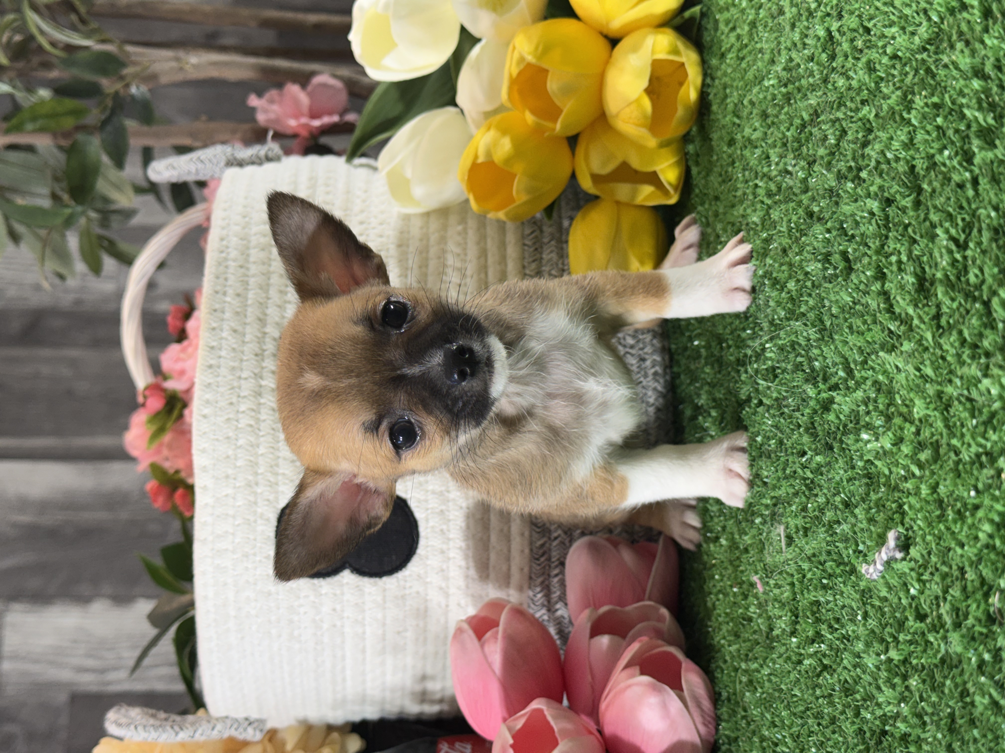 puppy photo