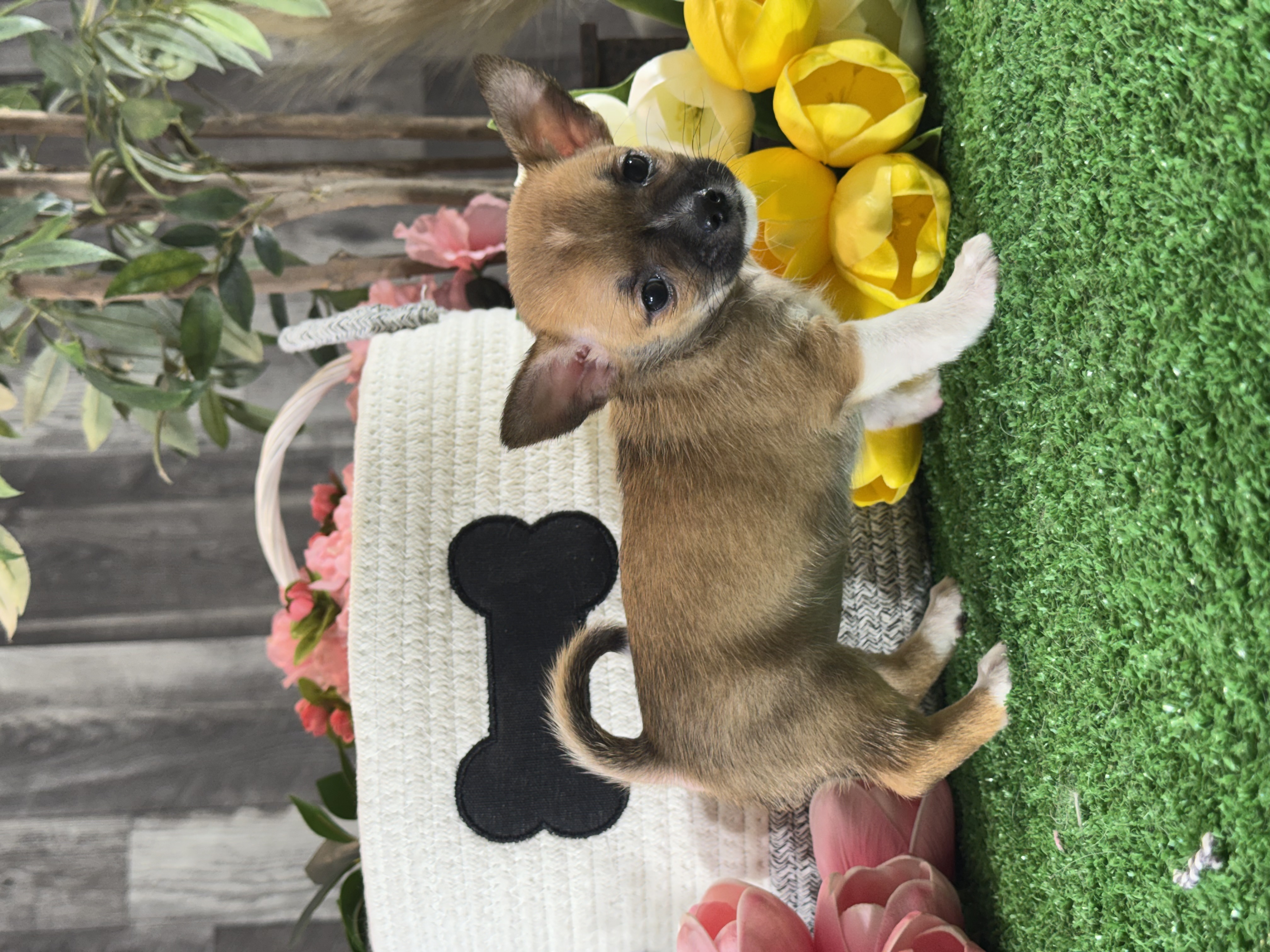 puppy photo