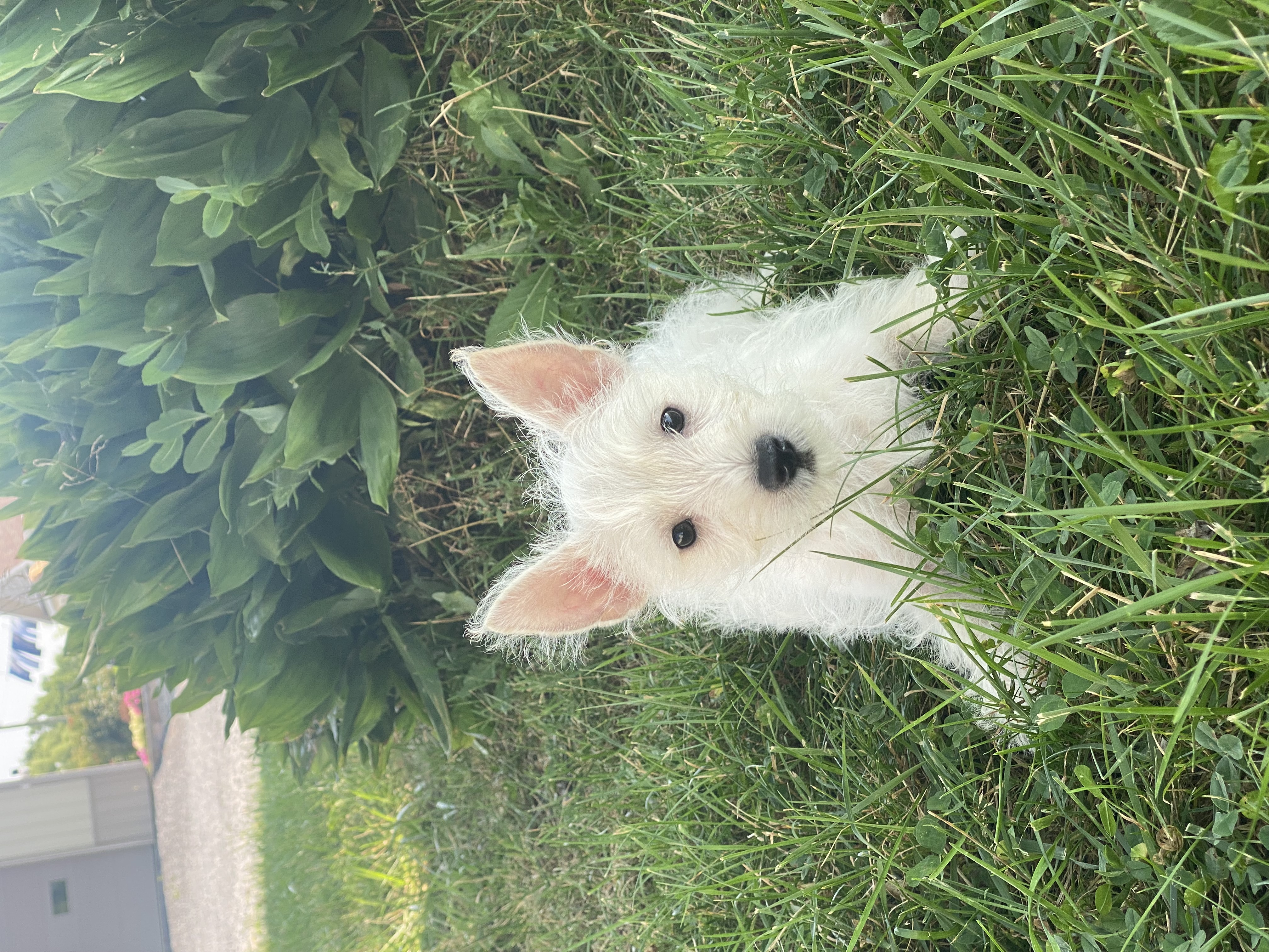 puppy, for, sale, West Highland White Terrier, Curtis  Martin, dog, breeder, Seneca Falls, NY, dog-breeder, puppy-for-sale, forsale, nearby, find, puppyfind, locator, puppylocator, aca
