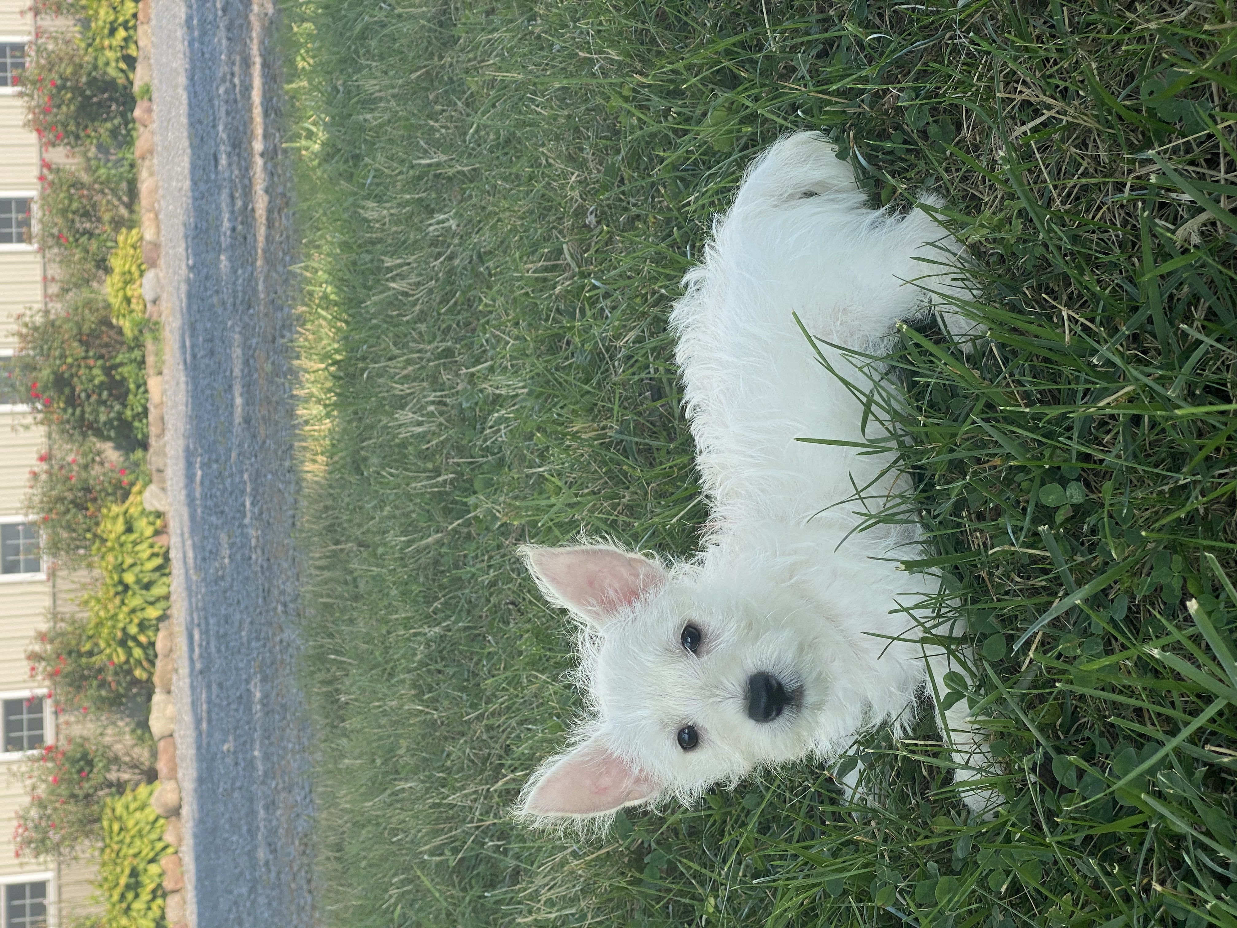 puppy, for, sale, West Highland White Terrier, Curtis  Martin, dog, breeder, Seneca Falls, NY, dog-breeder, puppy-for-sale, forsale, nearby, find, puppyfind, locator, puppylocator, aca