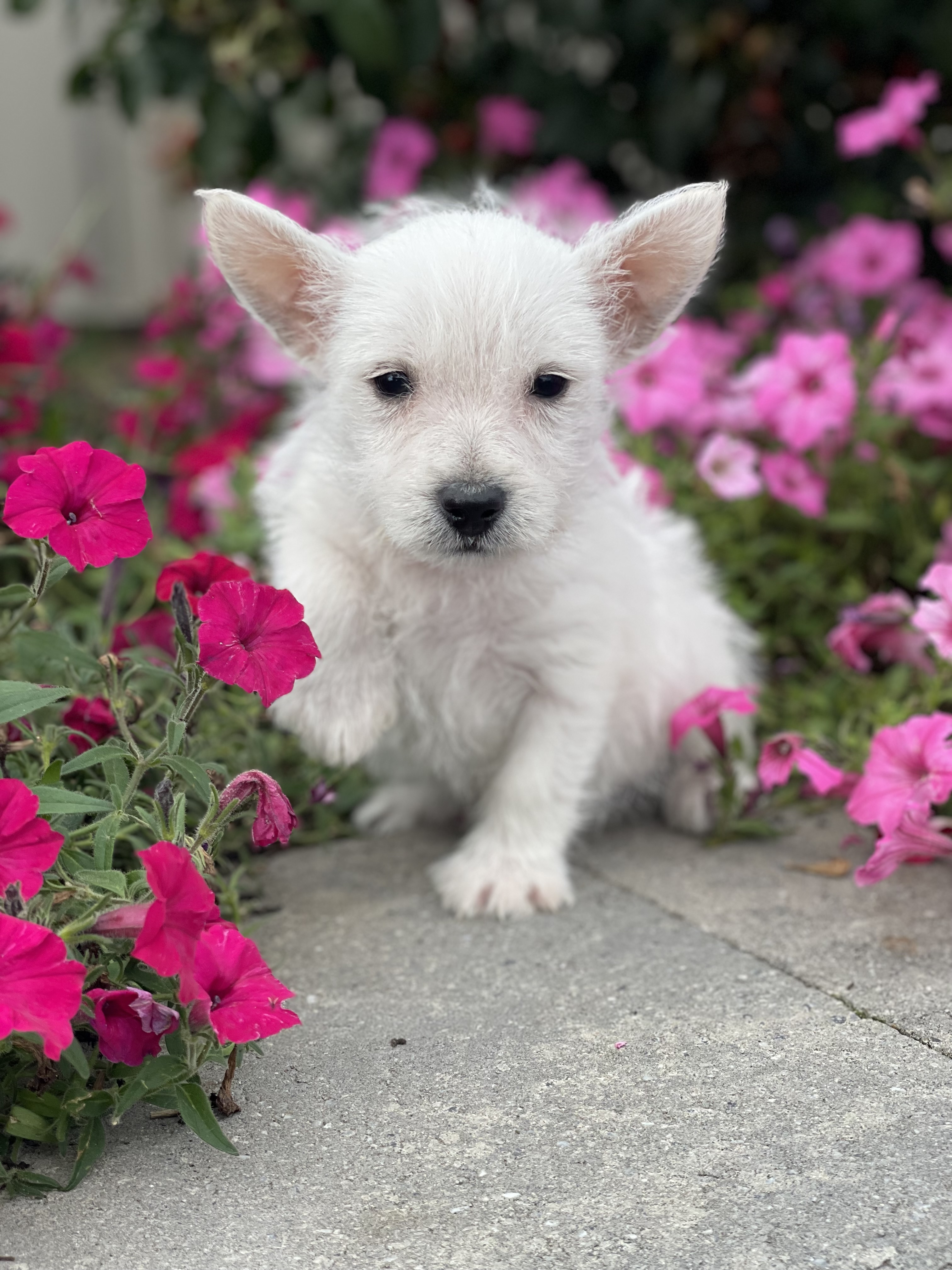 puppy photo