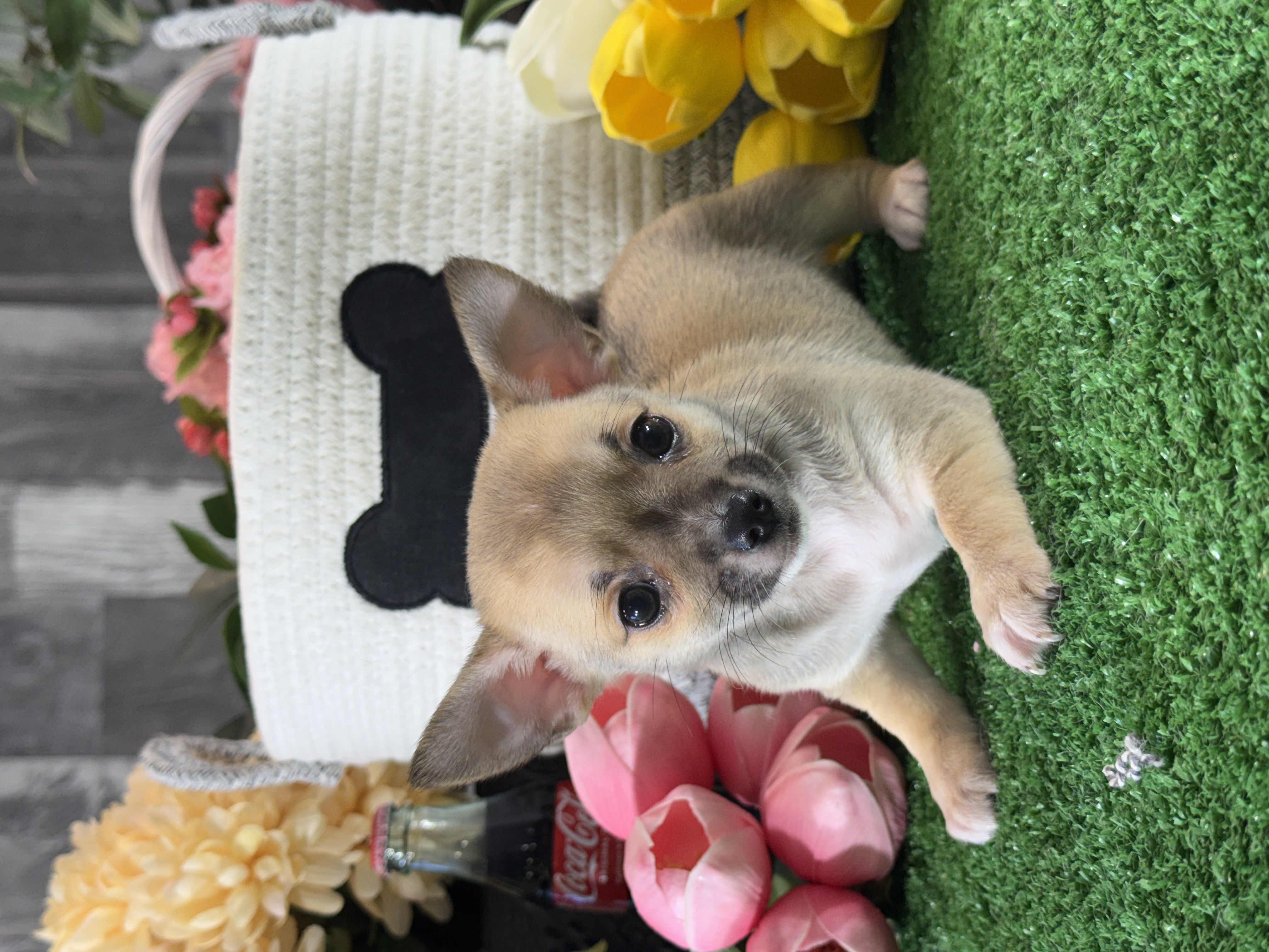 puppy photo