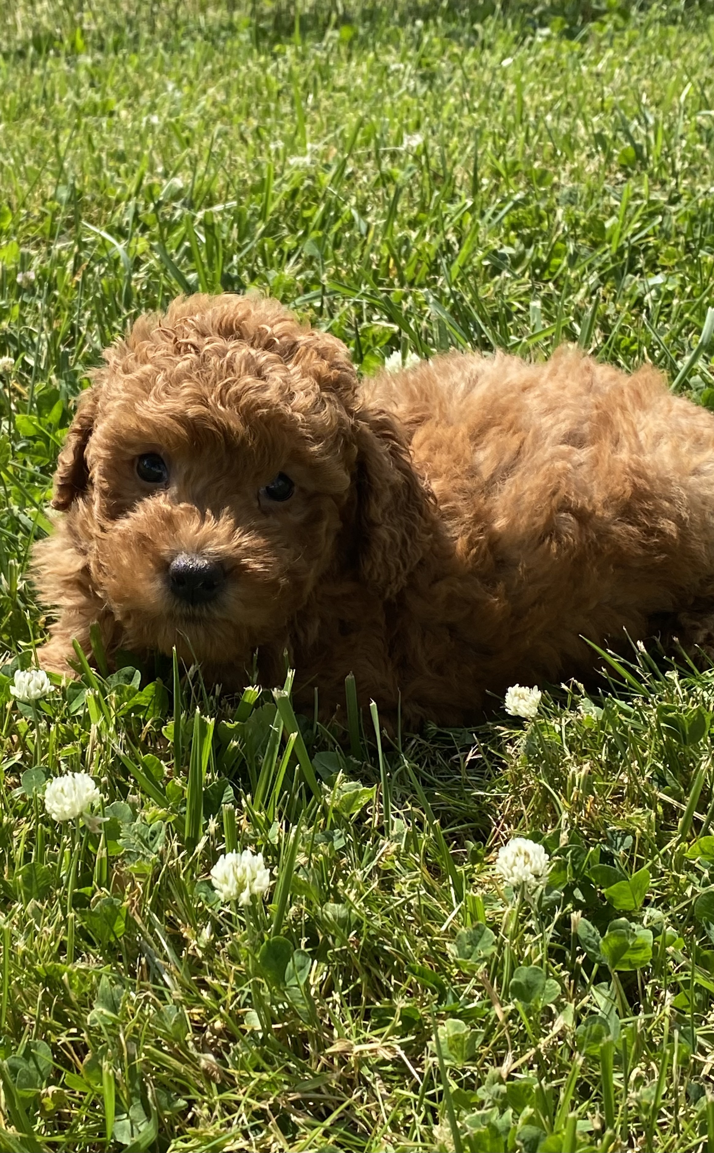puppy photo