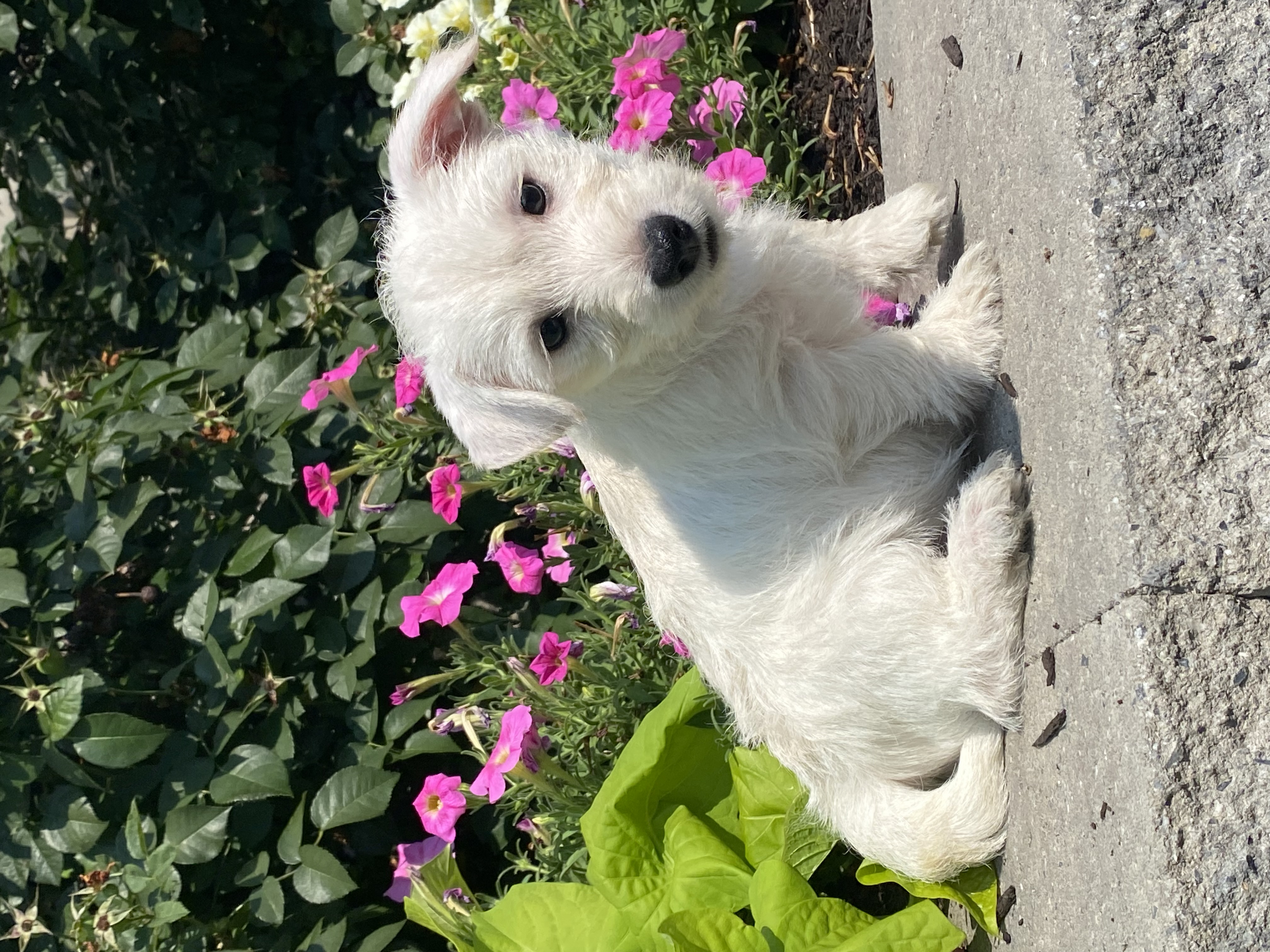 puppy, for, sale, West Highland White Terrier, Curtis  Martin, dog, breeder, Seneca Falls, NY, dog-breeder, puppy-for-sale, forsale, nearby, find, puppyfind, locator, puppylocator, aca