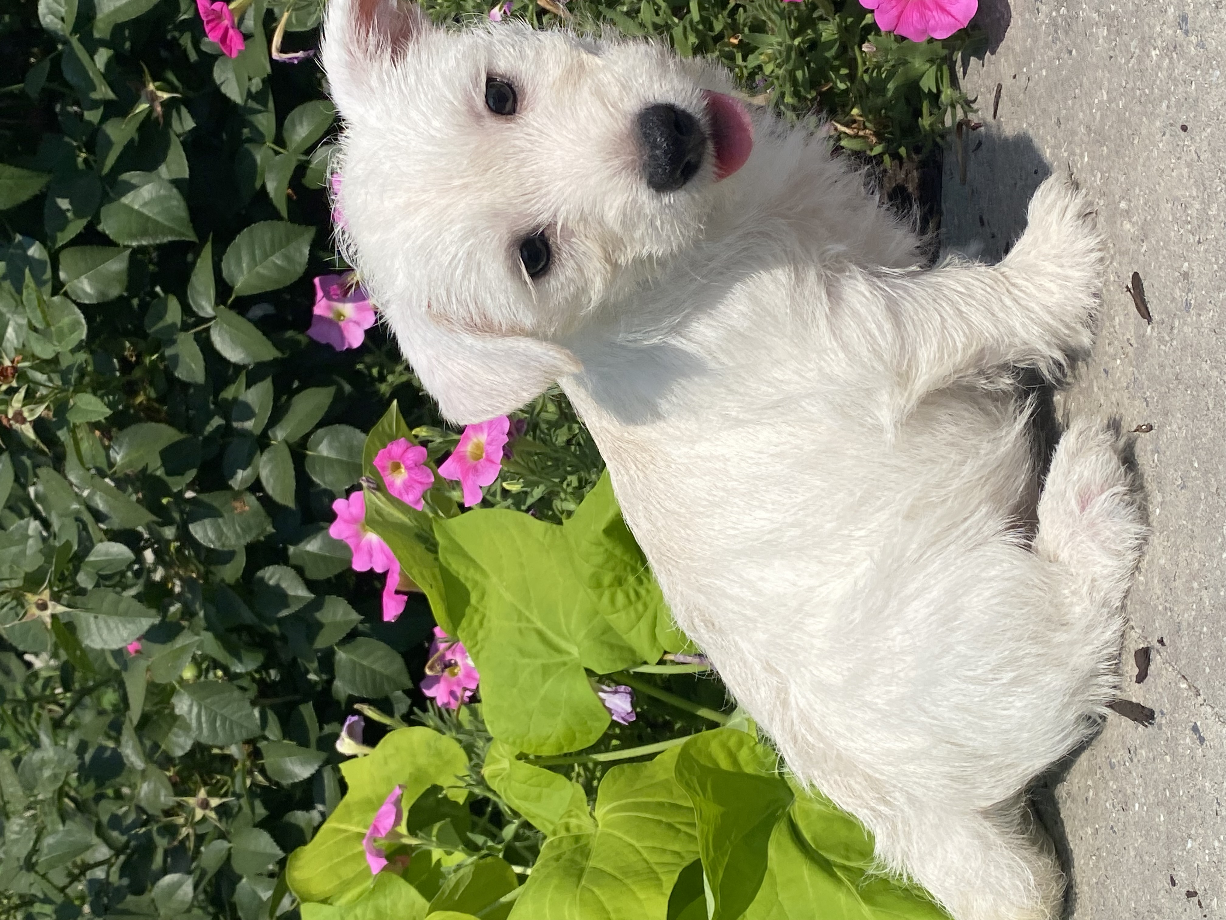 puppy, for, sale, West Highland White Terrier, Curtis  Martin, dog, breeder, Seneca Falls, NY, dog-breeder, puppy-for-sale, forsale, nearby, find, puppyfind, locator, puppylocator, aca