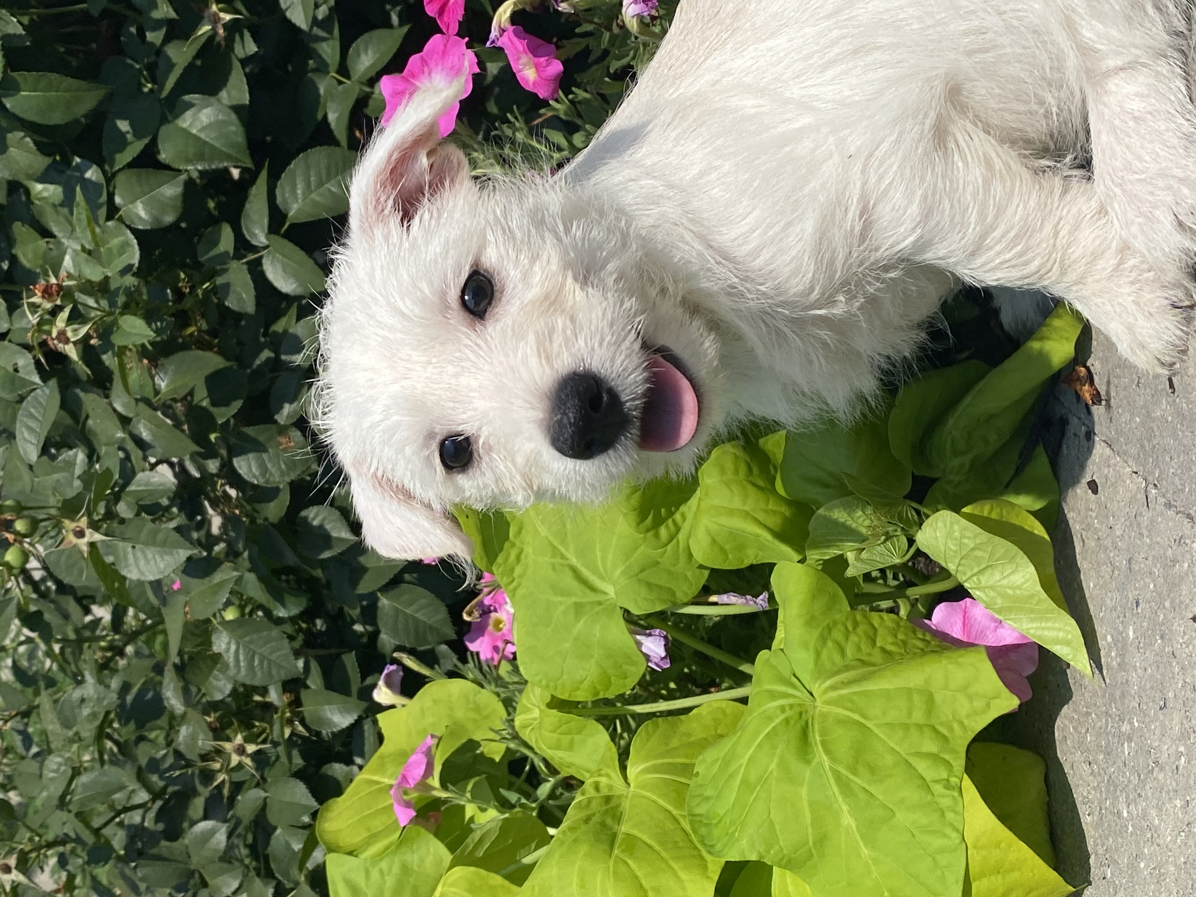 puppy, for, sale, West Highland White Terrier, Curtis  Martin, dog, breeder, Seneca Falls, NY, dog-breeder, puppy-for-sale, forsale, nearby, find, puppyfind, locator, puppylocator, aca