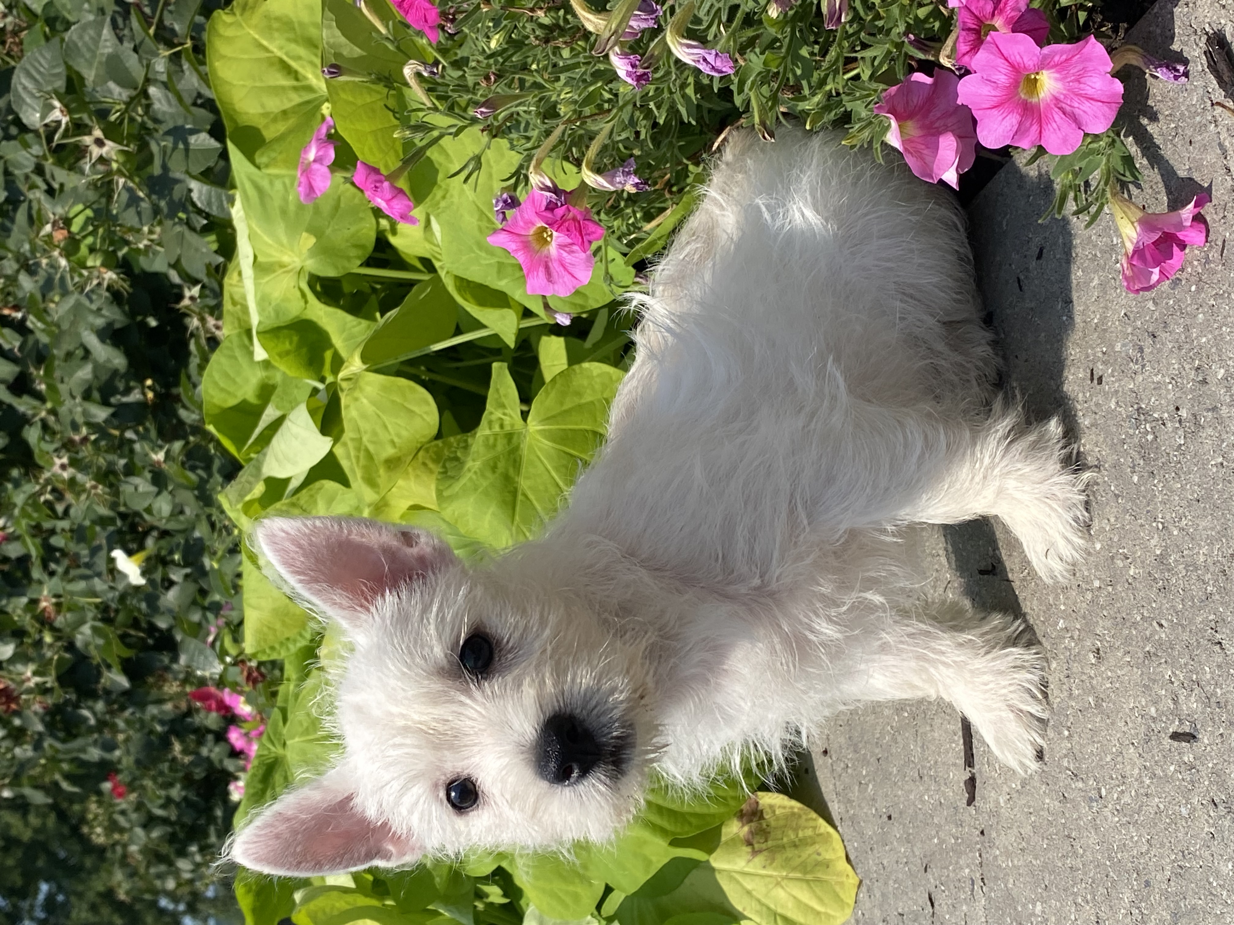 puppy, for, sale, West Highland White Terrier, Curtis  Martin, dog, breeder, Seneca Falls, NY, dog-breeder, puppy-for-sale, forsale, nearby, find, puppyfind, locator, puppylocator, aca