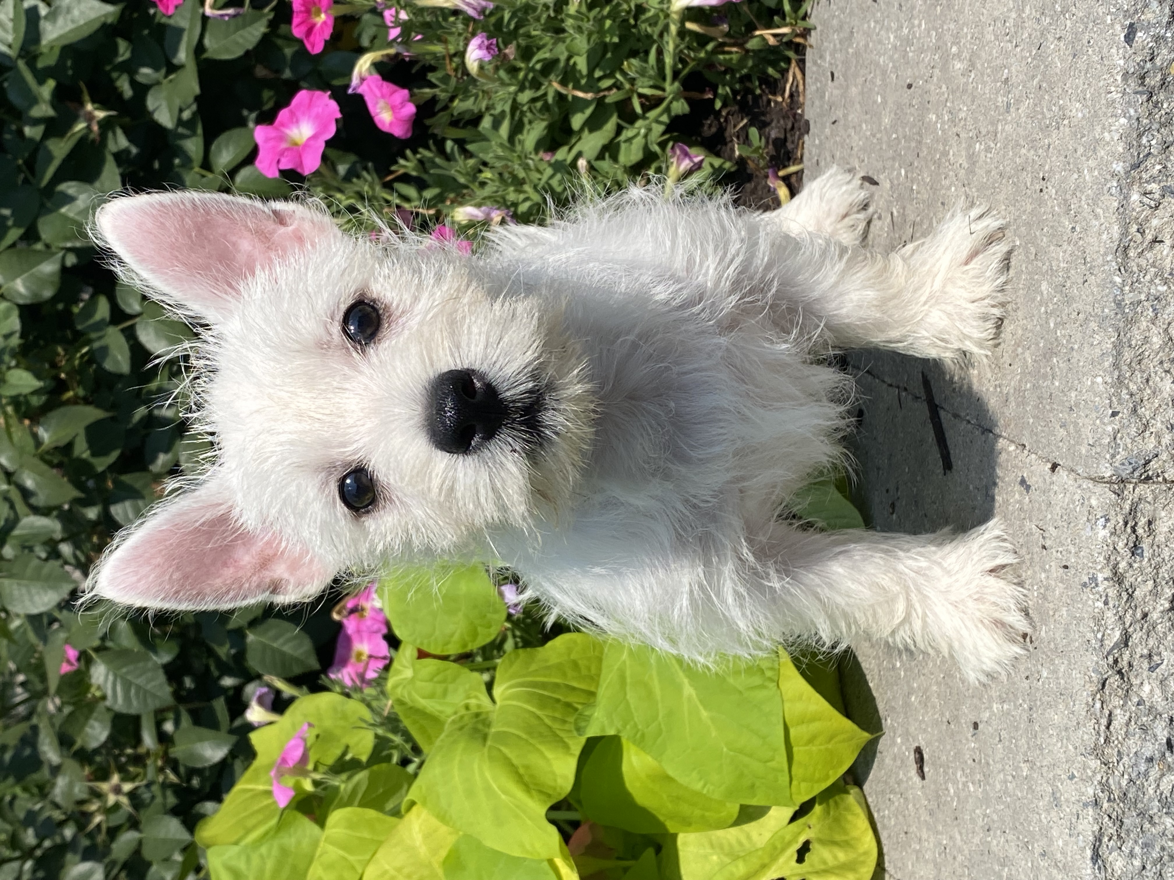 puppy, for, sale, West Highland White Terrier, Curtis  Martin, dog, breeder, Seneca Falls, NY, dog-breeder, puppy-for-sale, forsale, nearby, find, puppyfind, locator, puppylocator, aca