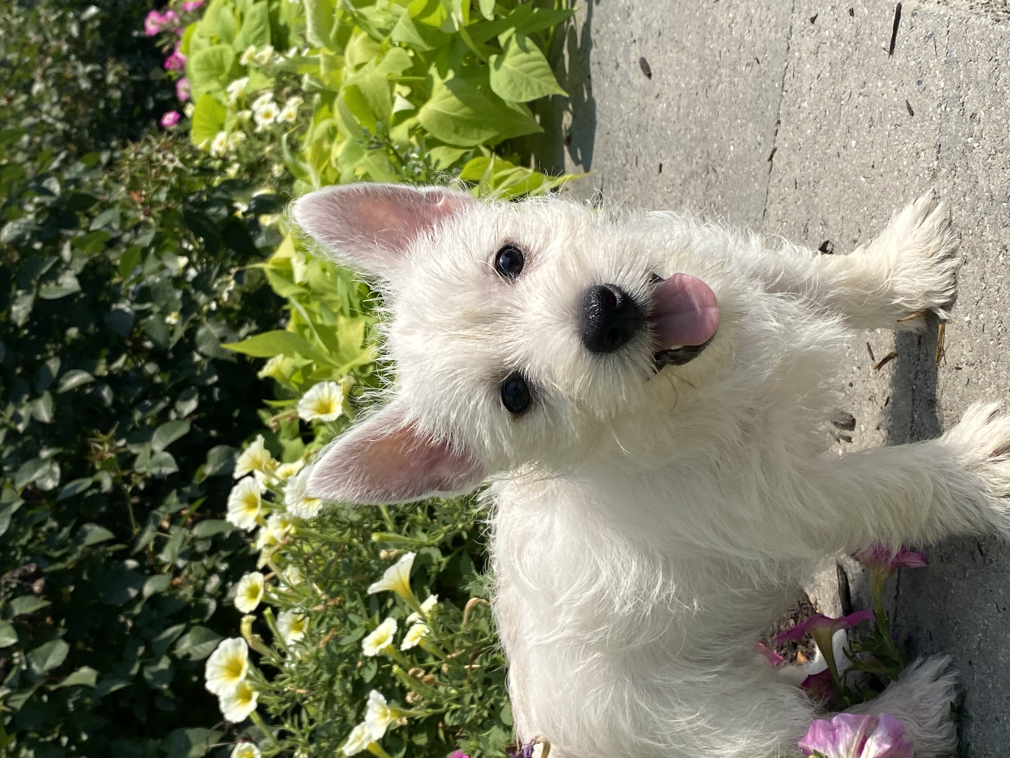 puppy, for, sale, West Highland White Terrier, Curtis  Martin, dog, breeder, Seneca Falls, NY, dog-breeder, puppy-for-sale, forsale, nearby, find, puppyfind, locator, puppylocator, aca
