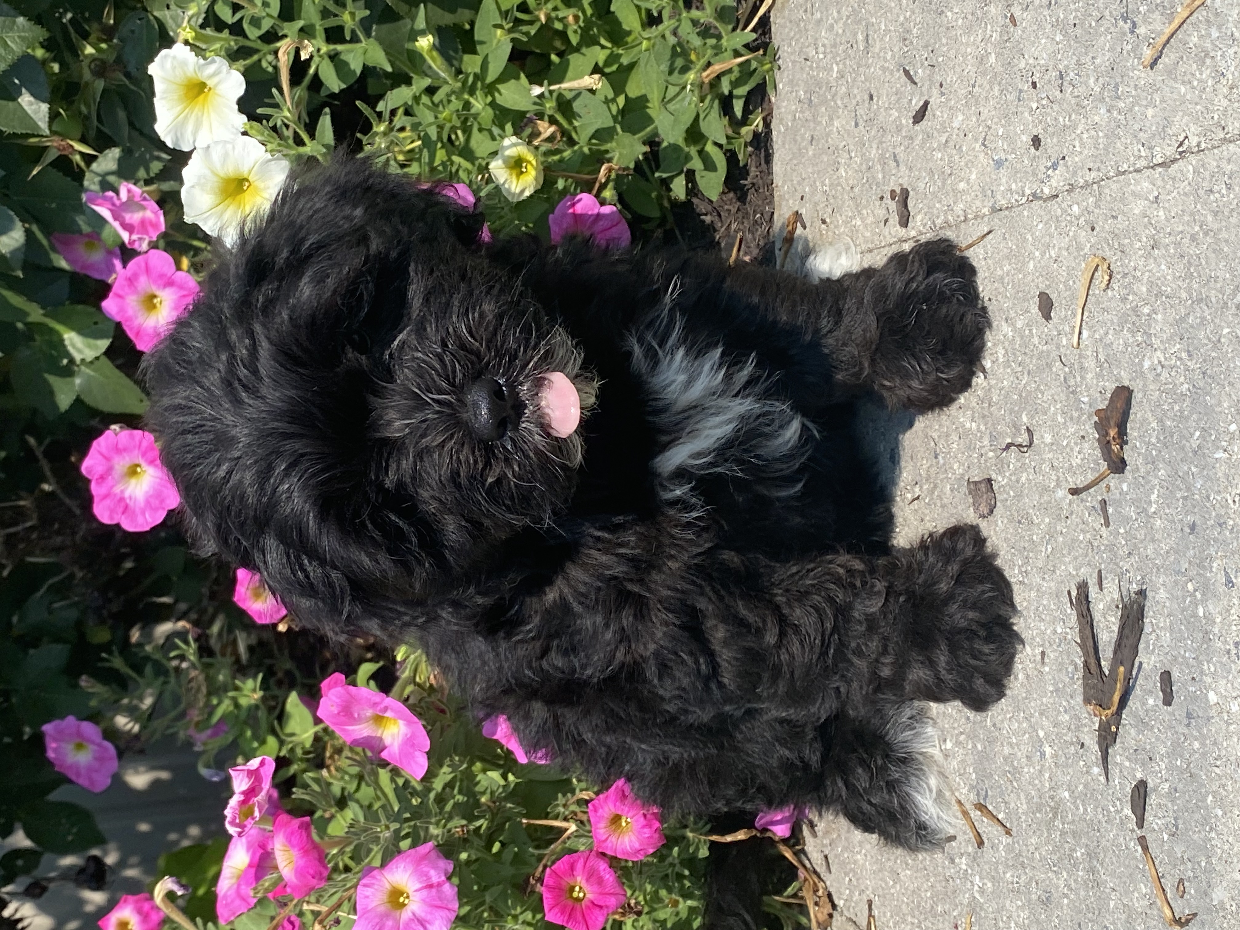 puppy, for, sale, LHASA / POOLDE, Curtis  Martin, dog, breeder, Seneca Falls, NY, dog-breeder, puppy-for-sale, forsale, nearby, find, puppyfind, locator, puppylocator, aca