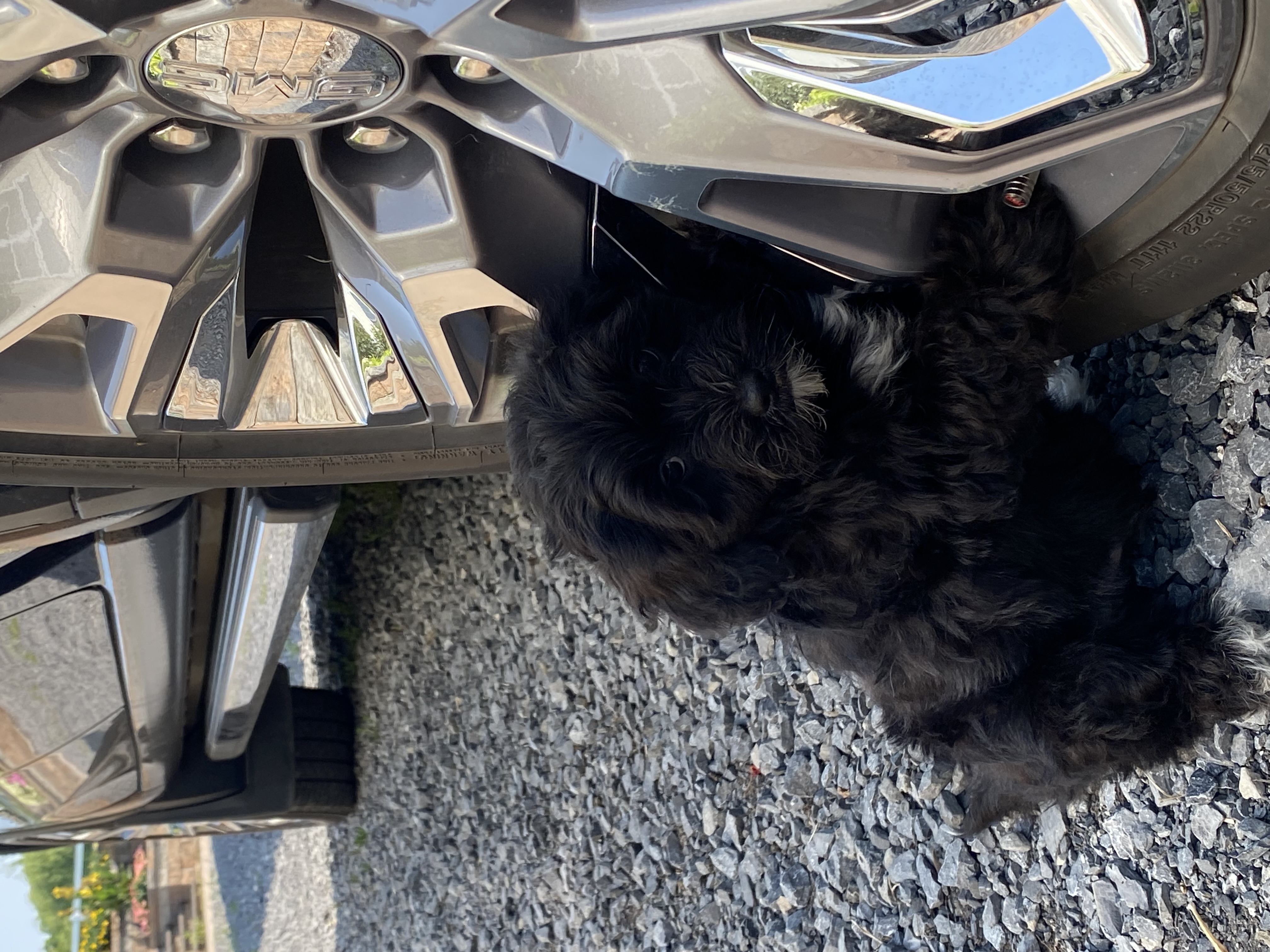 puppy, for, sale, LHASA / POOLDE, Curtis  Martin, dog, breeder, Seneca Falls, NY, dog-breeder, puppy-for-sale, forsale, nearby, find, puppyfind, locator, puppylocator, aca