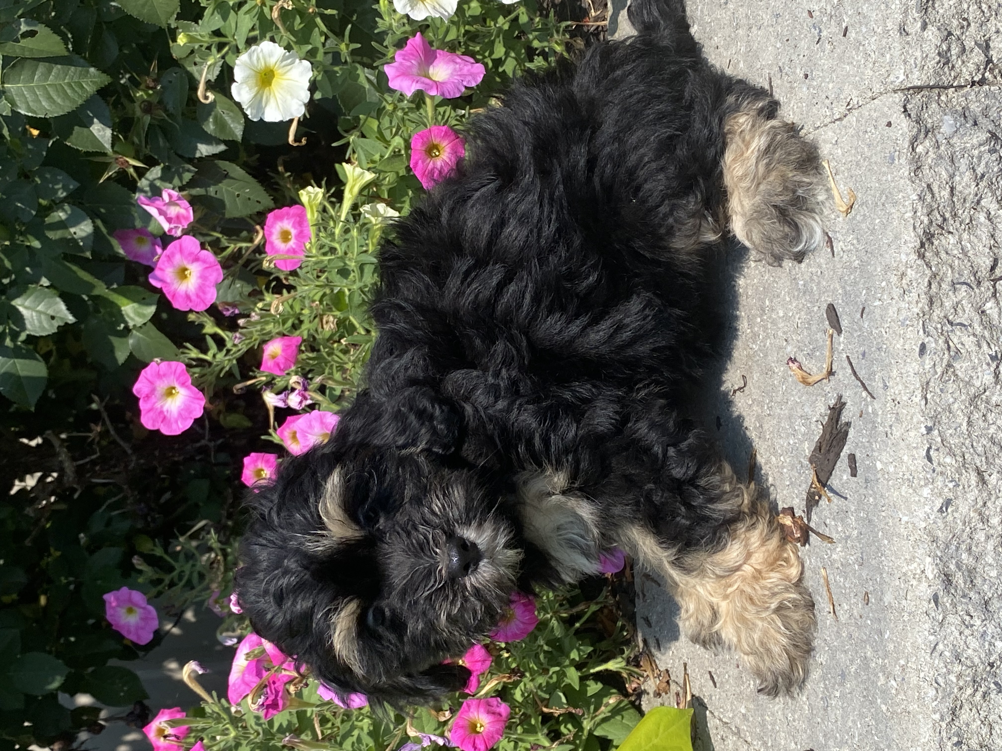 puppy, for, sale, LHASA / POOLDE, Curtis  Martin, dog, breeder, Seneca Falls, NY, dog-breeder, puppy-for-sale, forsale, nearby, find, puppyfind, locator, puppylocator, aca