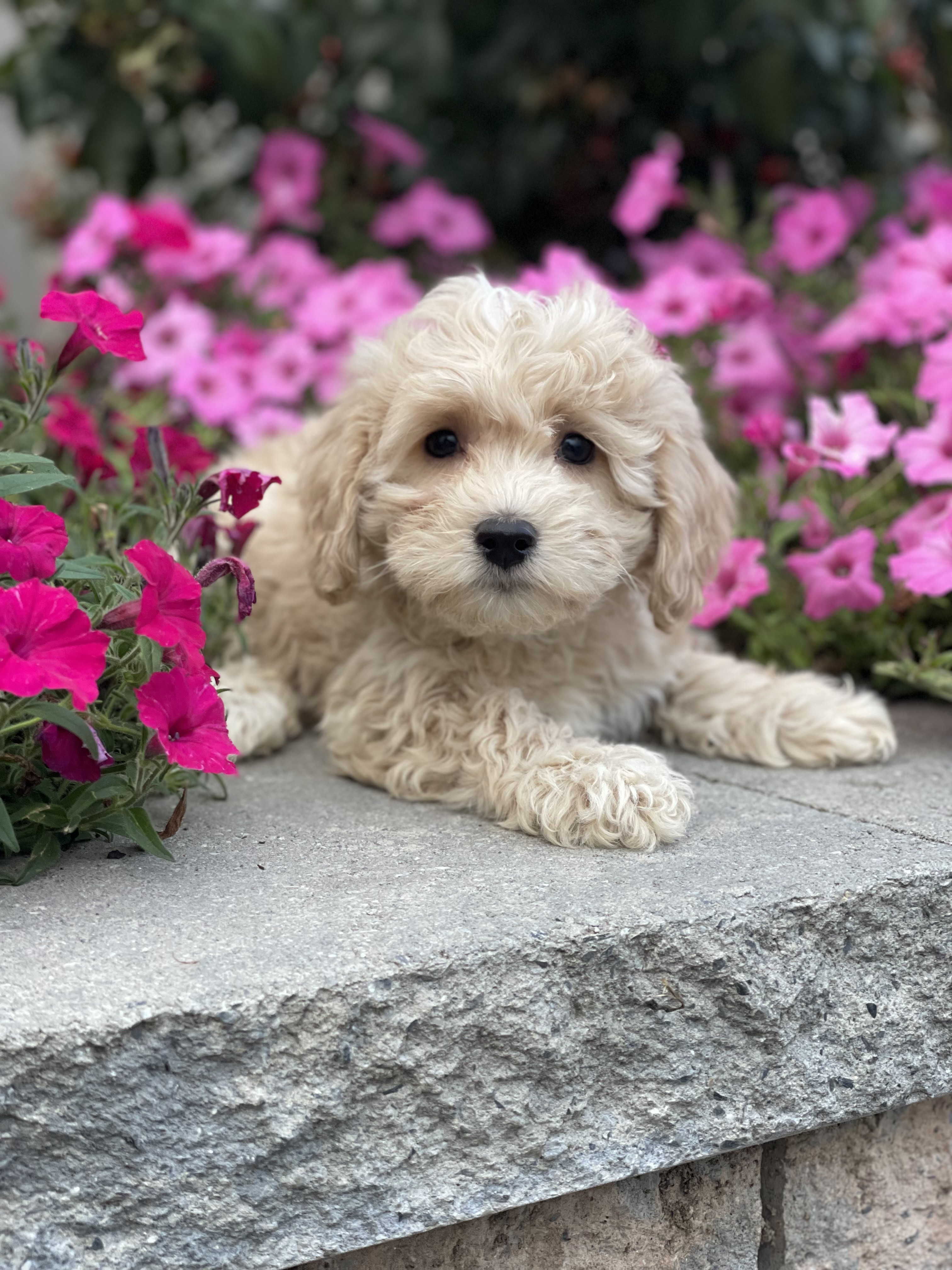 puppy, for, sale, LHASA / POOLDE, Curtis  Martin, dog, breeder, Seneca Falls, NY, dog-breeder, puppy-for-sale, forsale, nearby, find, puppyfind, locator, puppylocator, aca