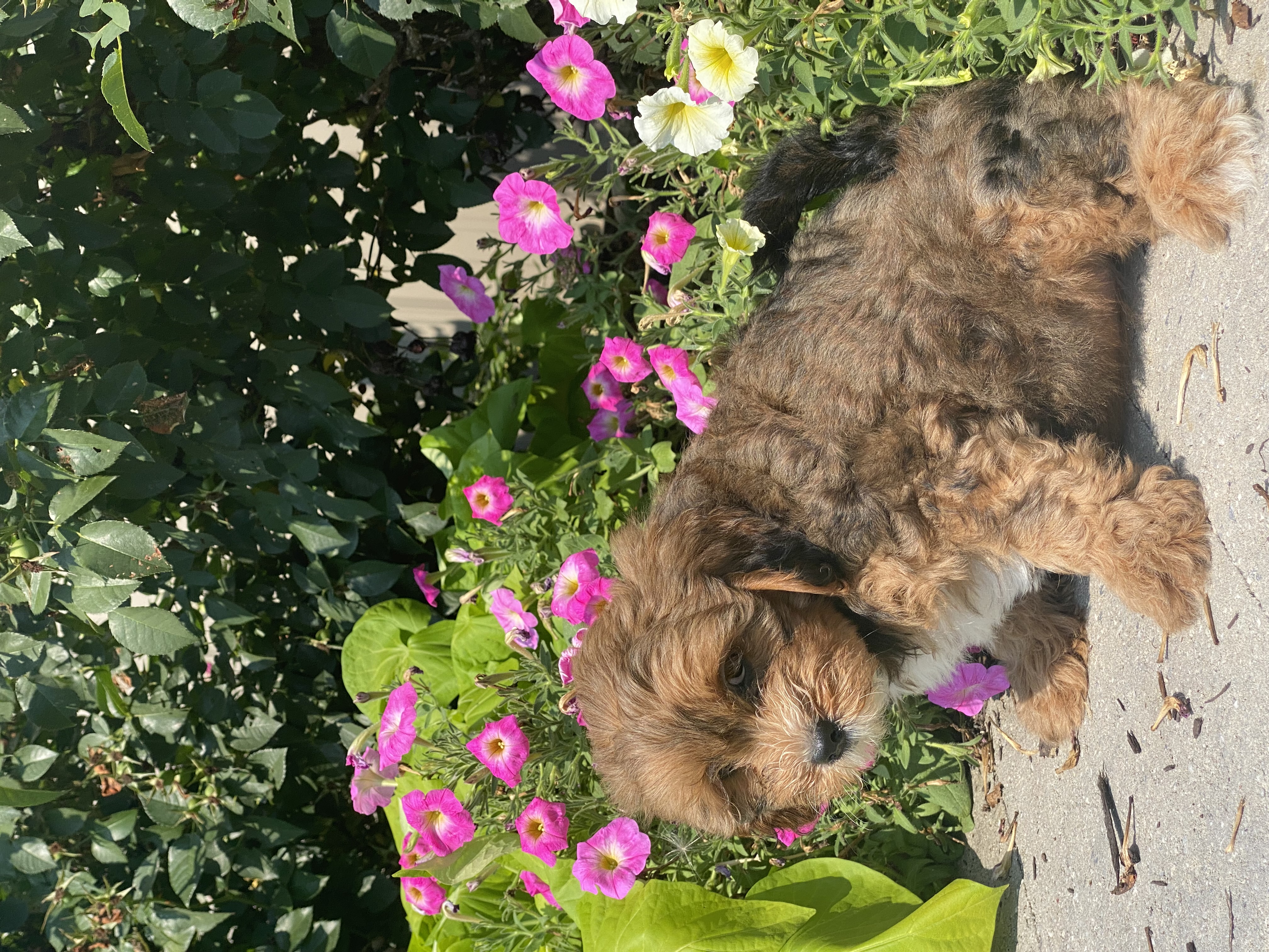 puppy, for, sale, LHASA / POOLDE, Curtis  Martin, dog, breeder, Seneca Falls, NY, dog-breeder, puppy-for-sale, forsale, nearby, find, puppyfind, locator, puppylocator, aca