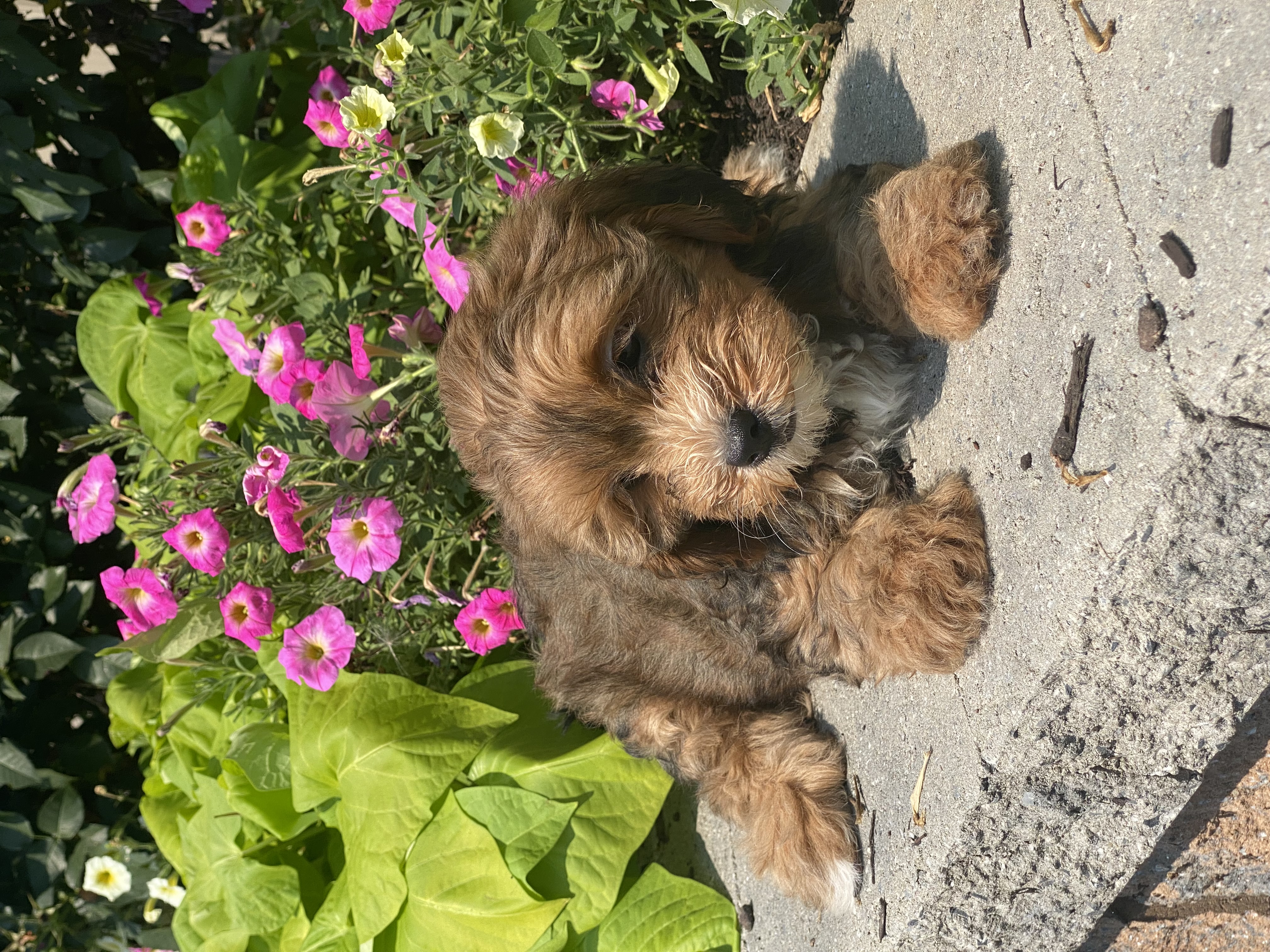puppy, for, sale, LHASA / POOLDE, Curtis  Martin, dog, breeder, Seneca Falls, NY, dog-breeder, puppy-for-sale, forsale, nearby, find, puppyfind, locator, puppylocator, aca