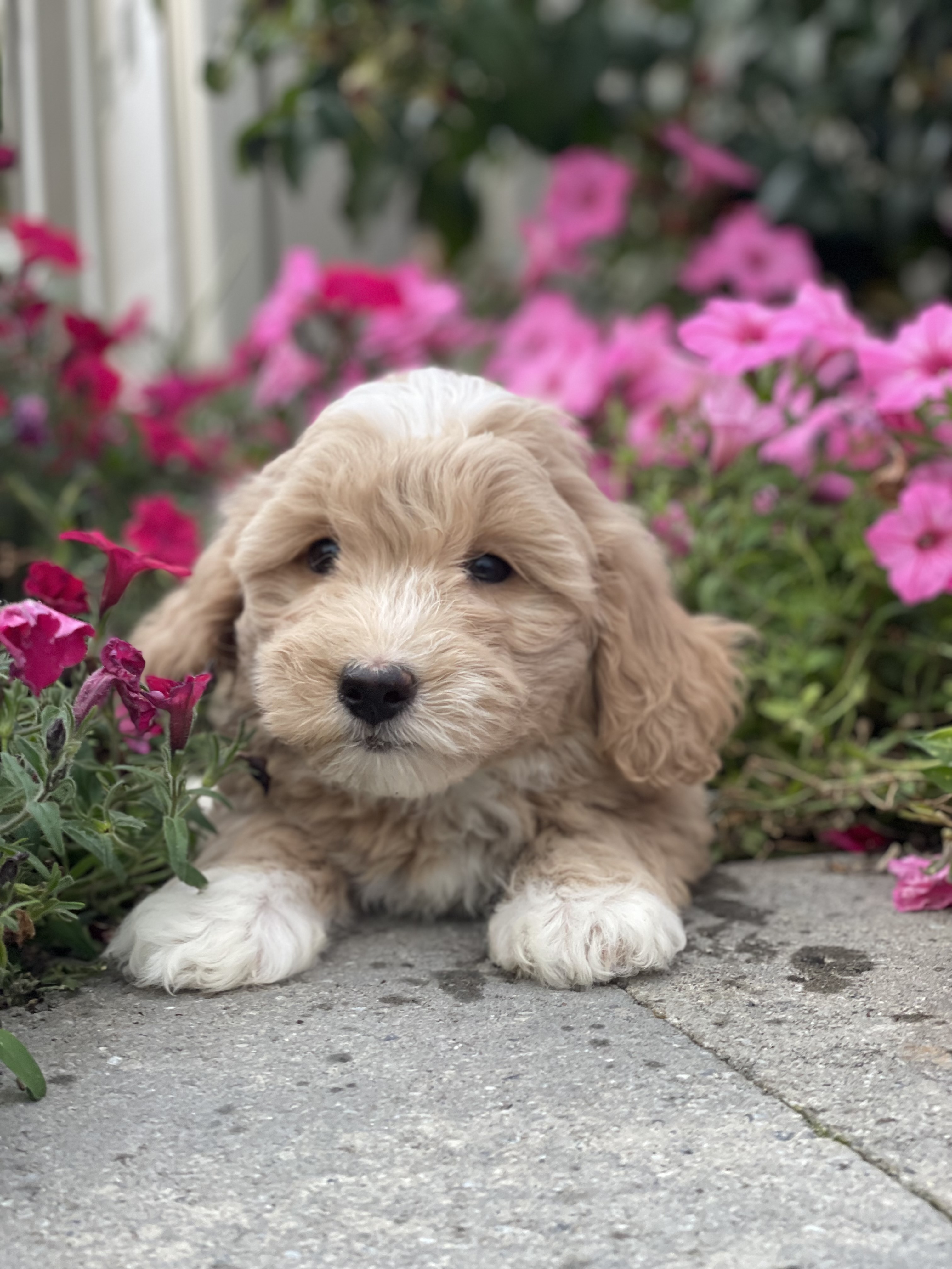 puppy, for, sale, Coton de Tulear/Poodle, Curtis  Martin, dog, breeder, Seneca Falls, NY, dog-breeder, puppy-for-sale, forsale, nearby, find, puppyfind, locator, puppylocator, aca