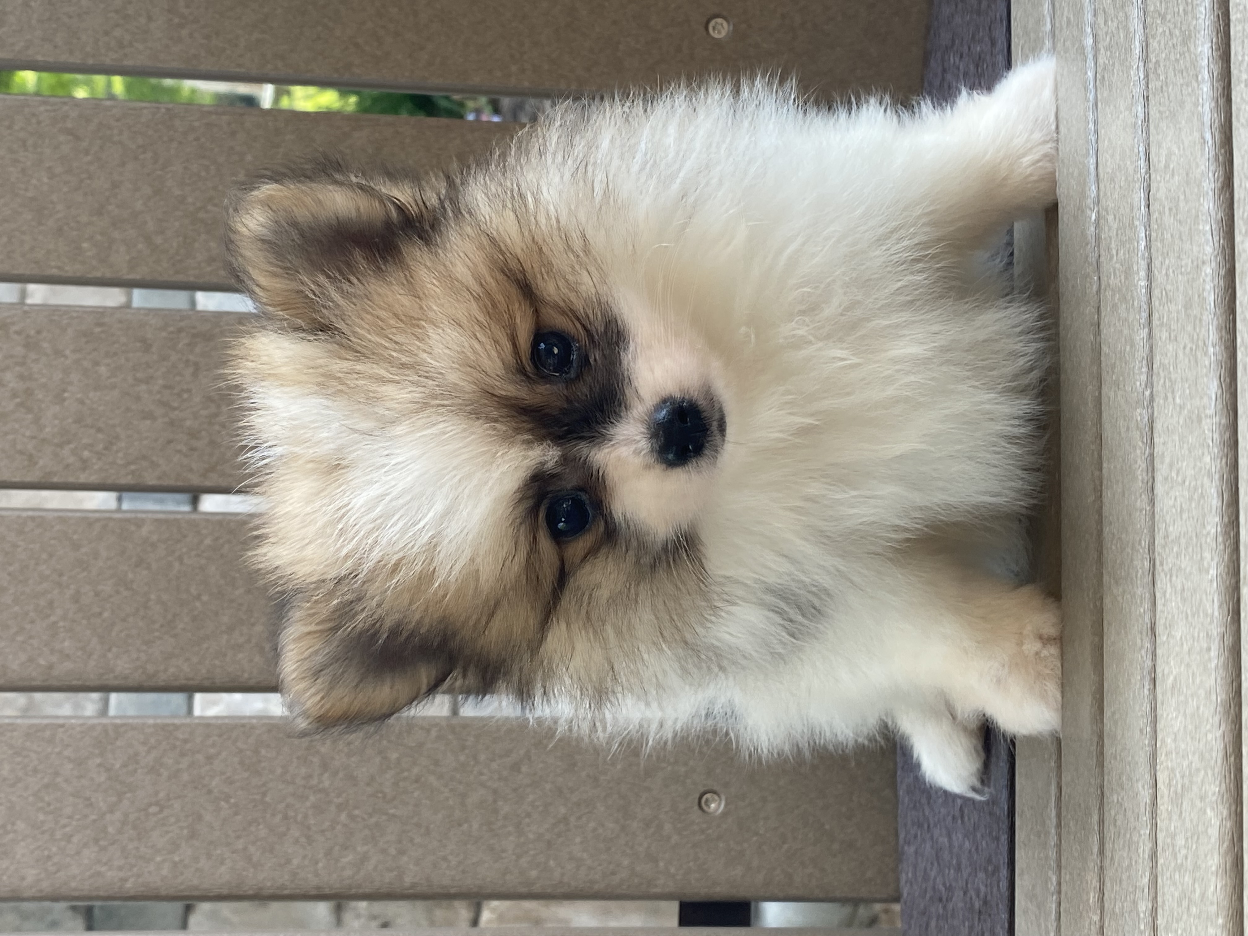 Summerset Farms kennels Seneca Falls NY Available Puppies