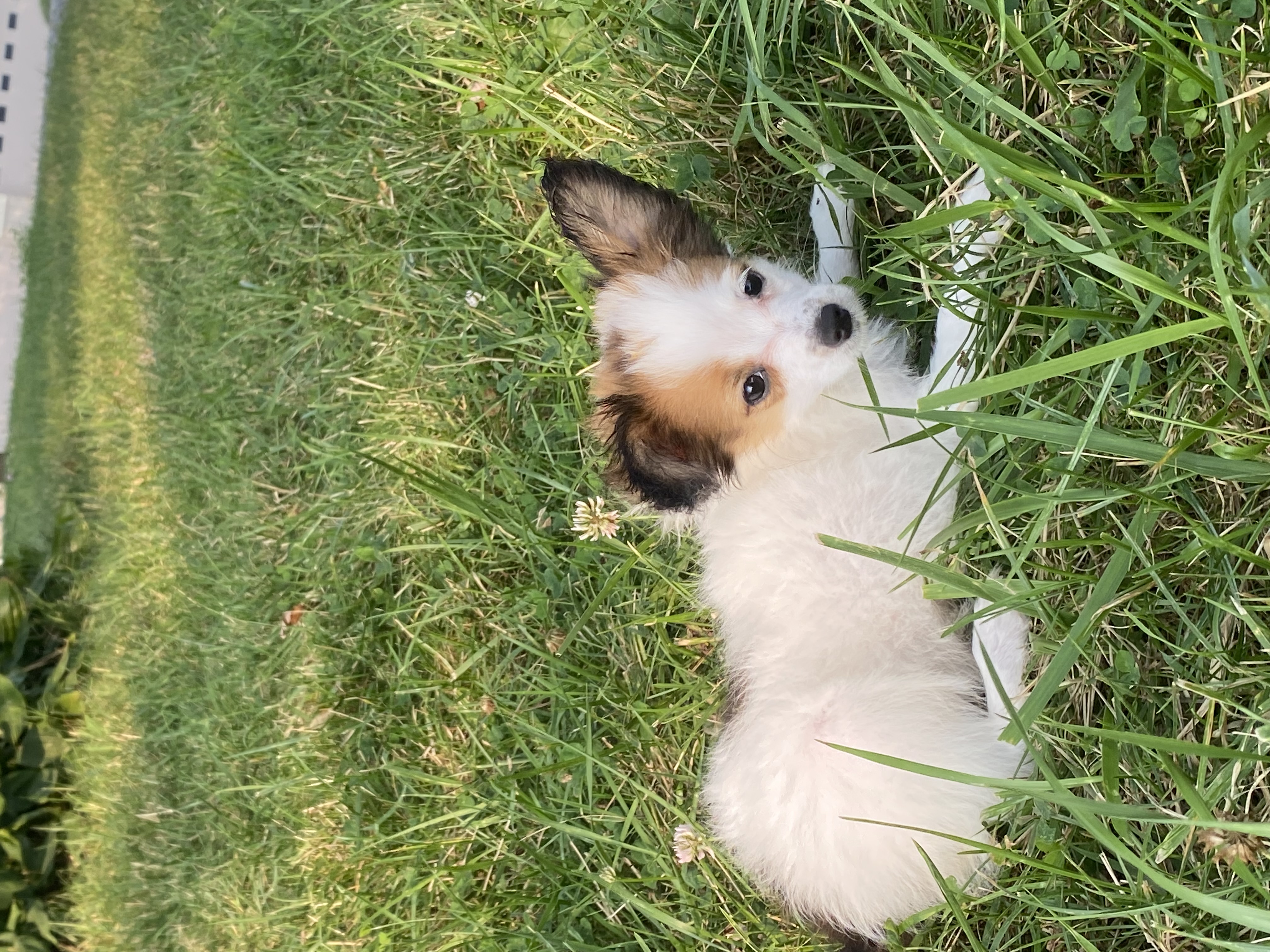 puppy, for, sale, Papillon, Curtis  Martin, dog, breeder, Seneca Falls, NY, dog-breeder, puppy-for-sale, forsale, nearby, find, puppyfind, locator, puppylocator, aca
