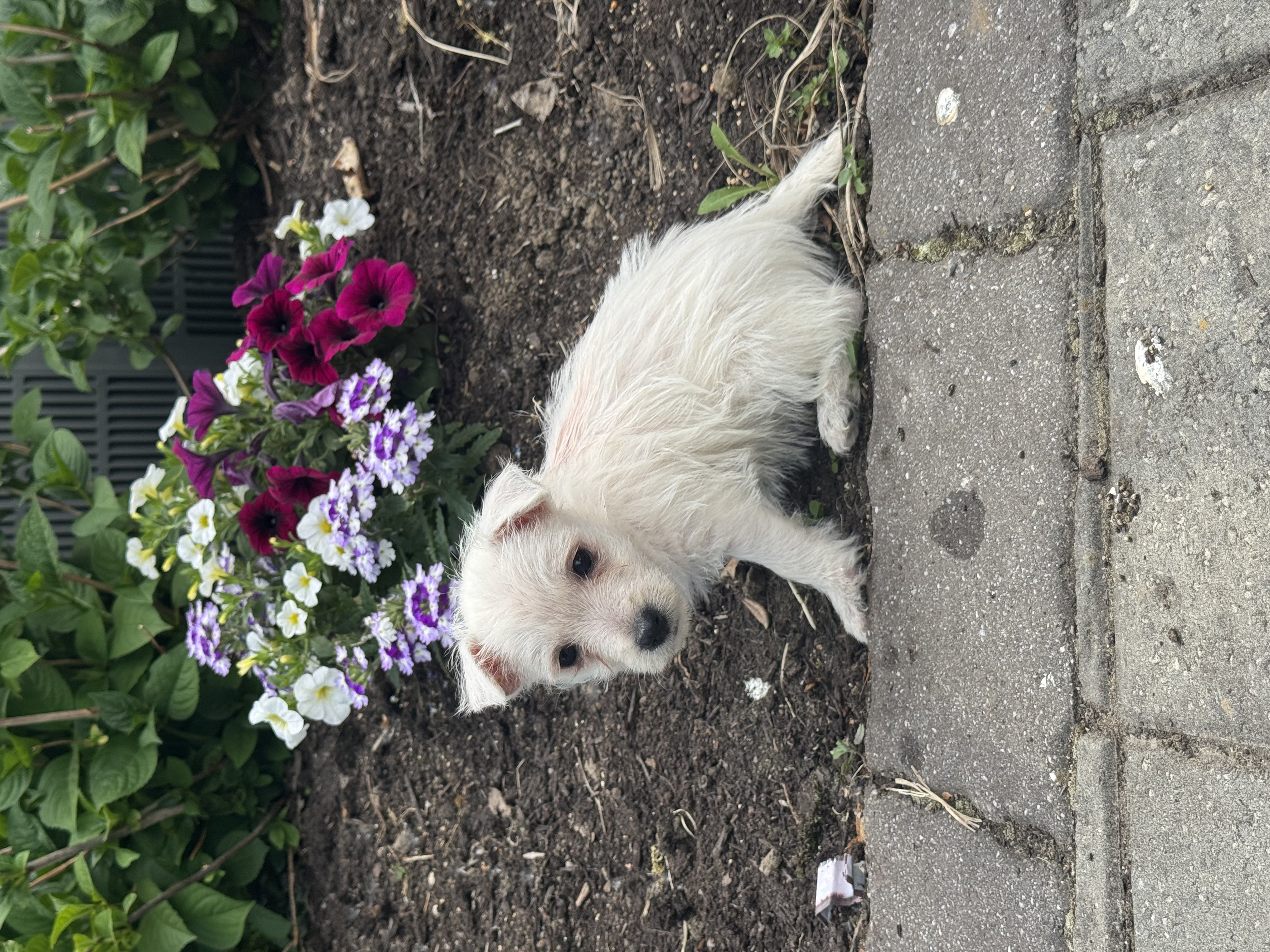 puppy photo