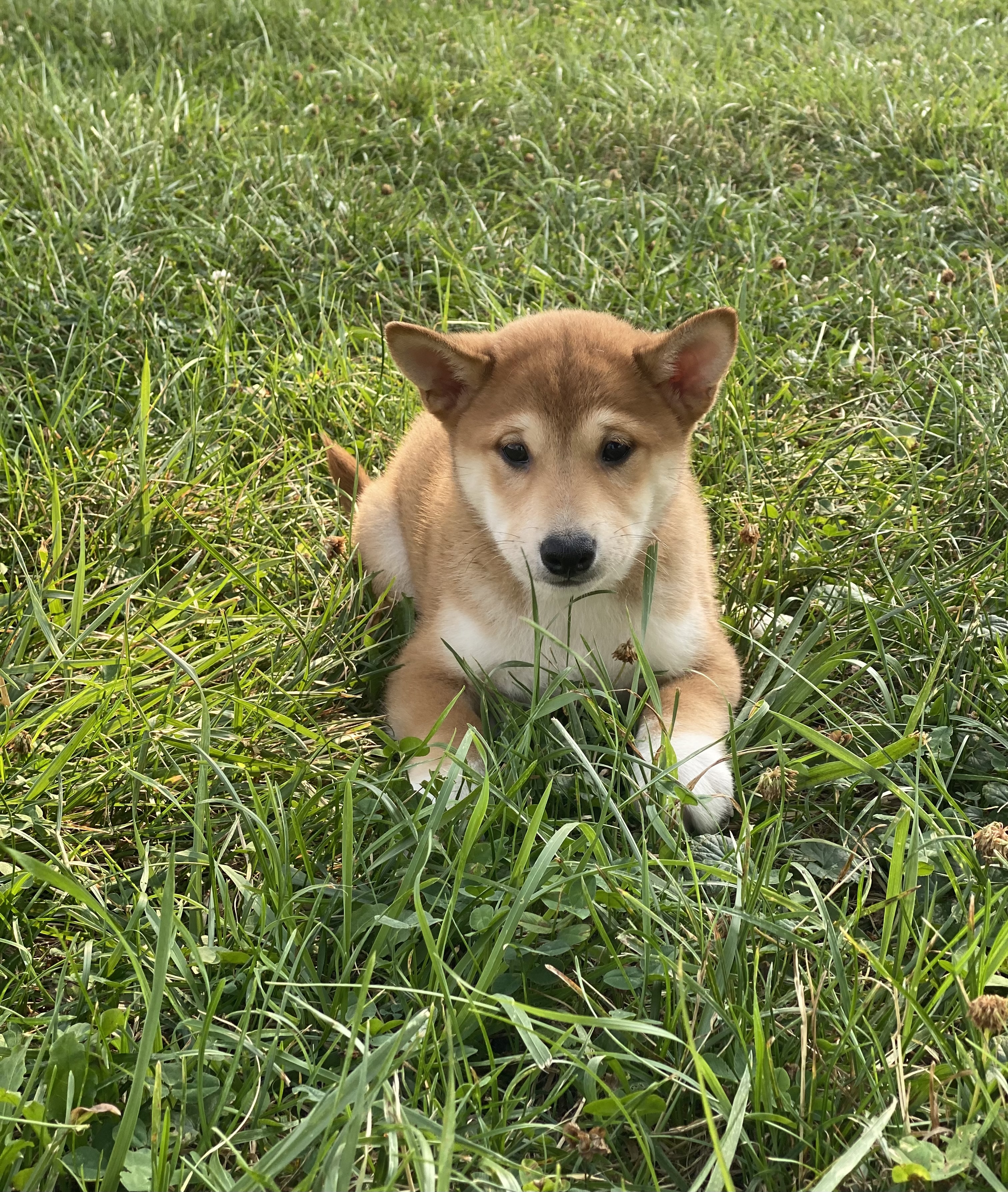 puppy, for, sale, Shiba Inu, Curtis  Martin, dog, breeder, Seneca Falls, NY, dog-breeder, puppy-for-sale, forsale, nearby, find, puppyfind, locator, puppylocator, aca