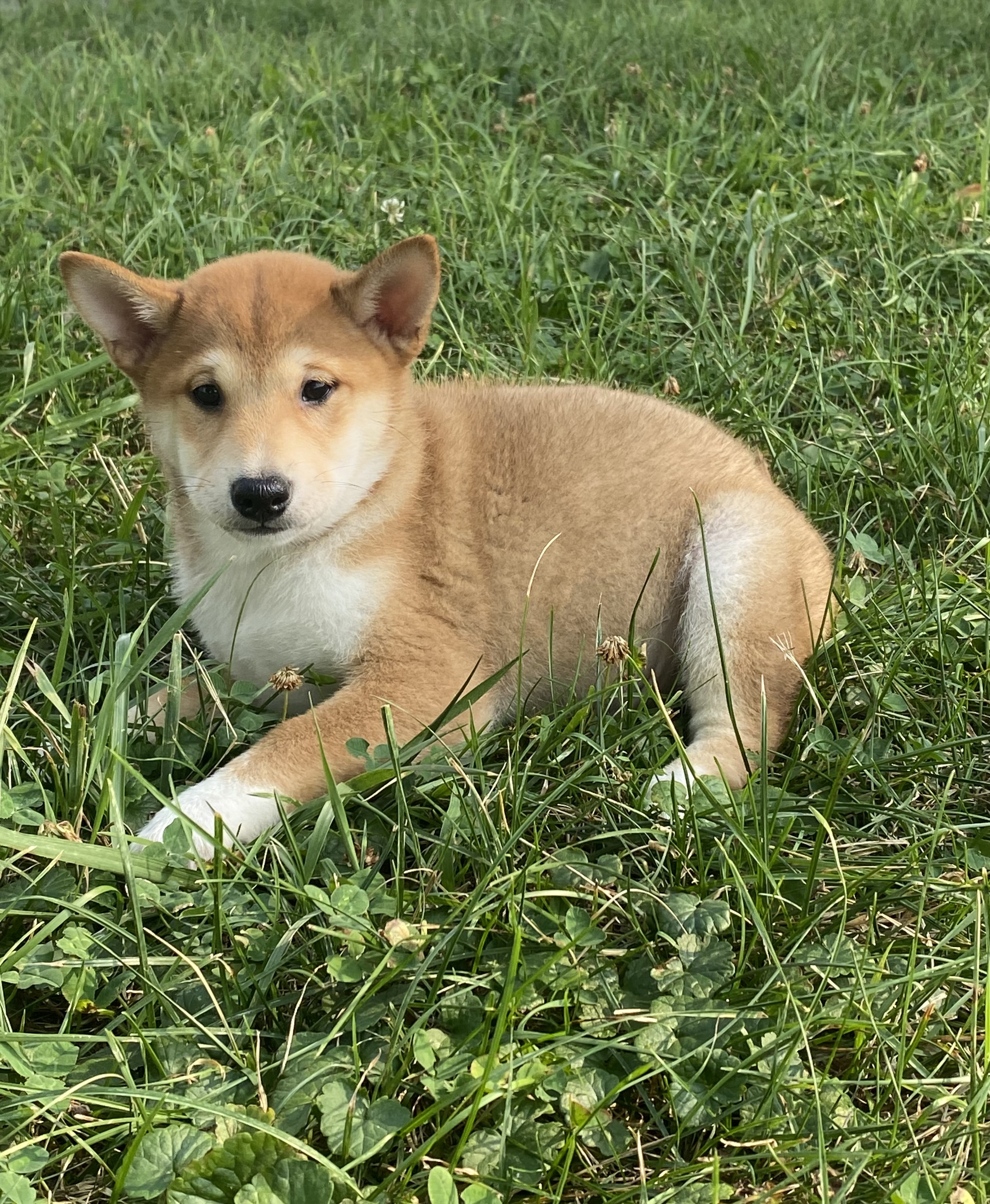 puppy, for, sale, Shiba Inu, Curtis  Martin, dog, breeder, Seneca Falls, NY, dog-breeder, puppy-for-sale, forsale, nearby, find, puppyfind, locator, puppylocator, aca
