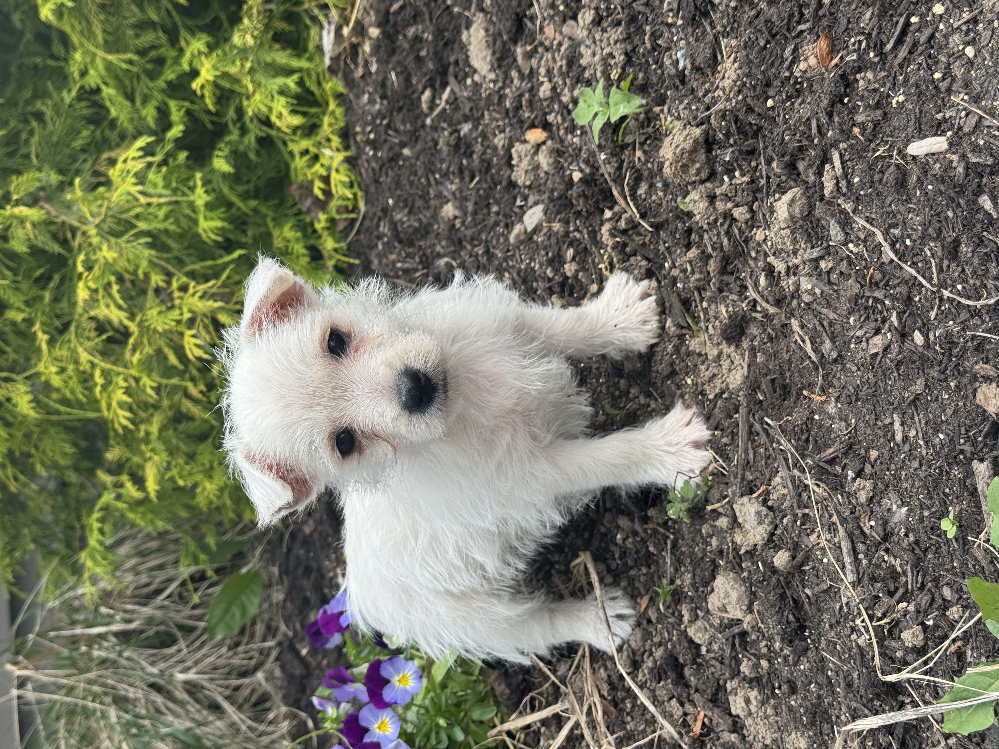 puppy photo