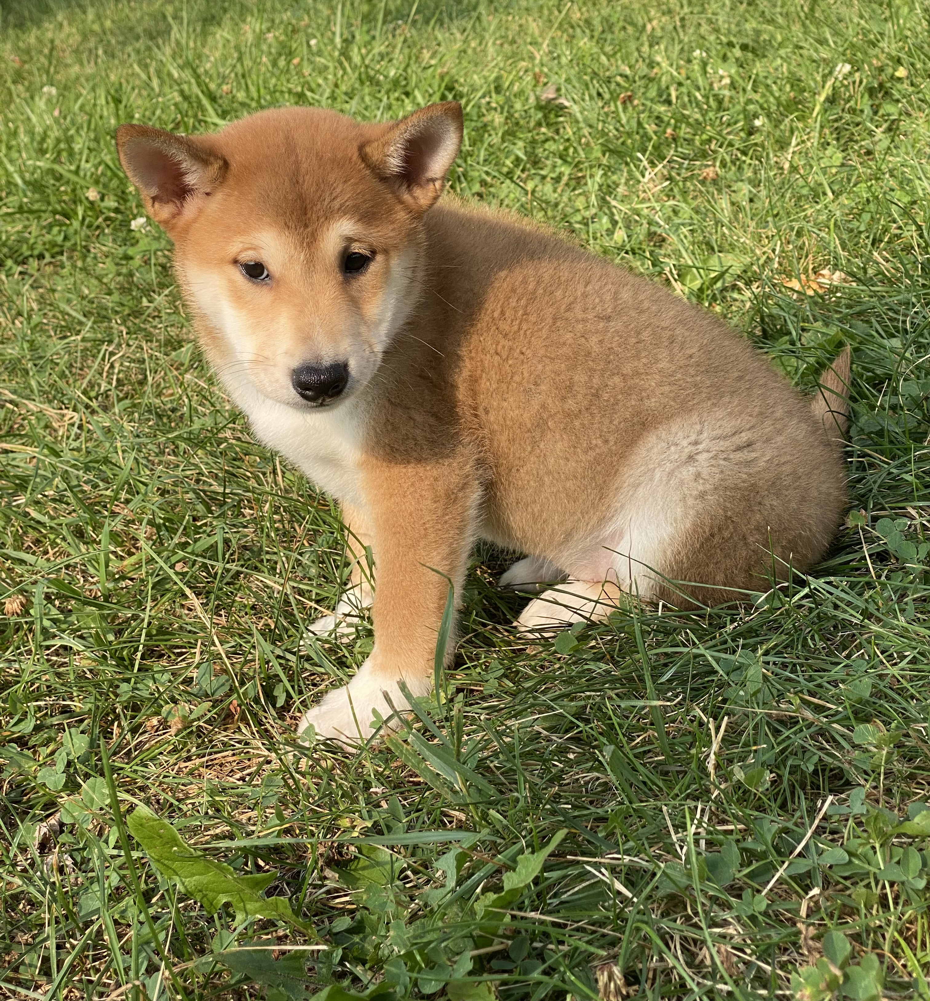 puppy, for, sale, Shiba Inu, Curtis  Martin, dog, breeder, Seneca Falls, NY, dog-breeder, puppy-for-sale, forsale, nearby, find, puppyfind, locator, puppylocator, aca