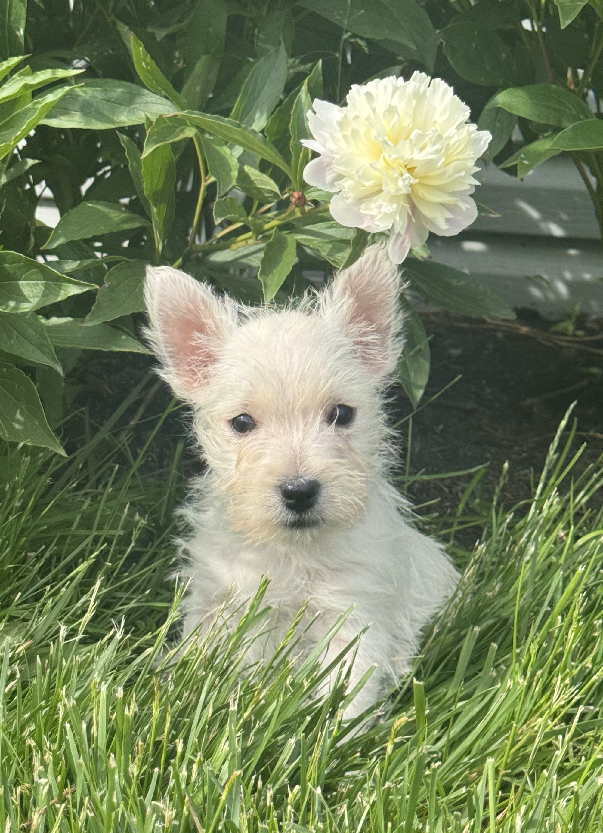 puppy photo