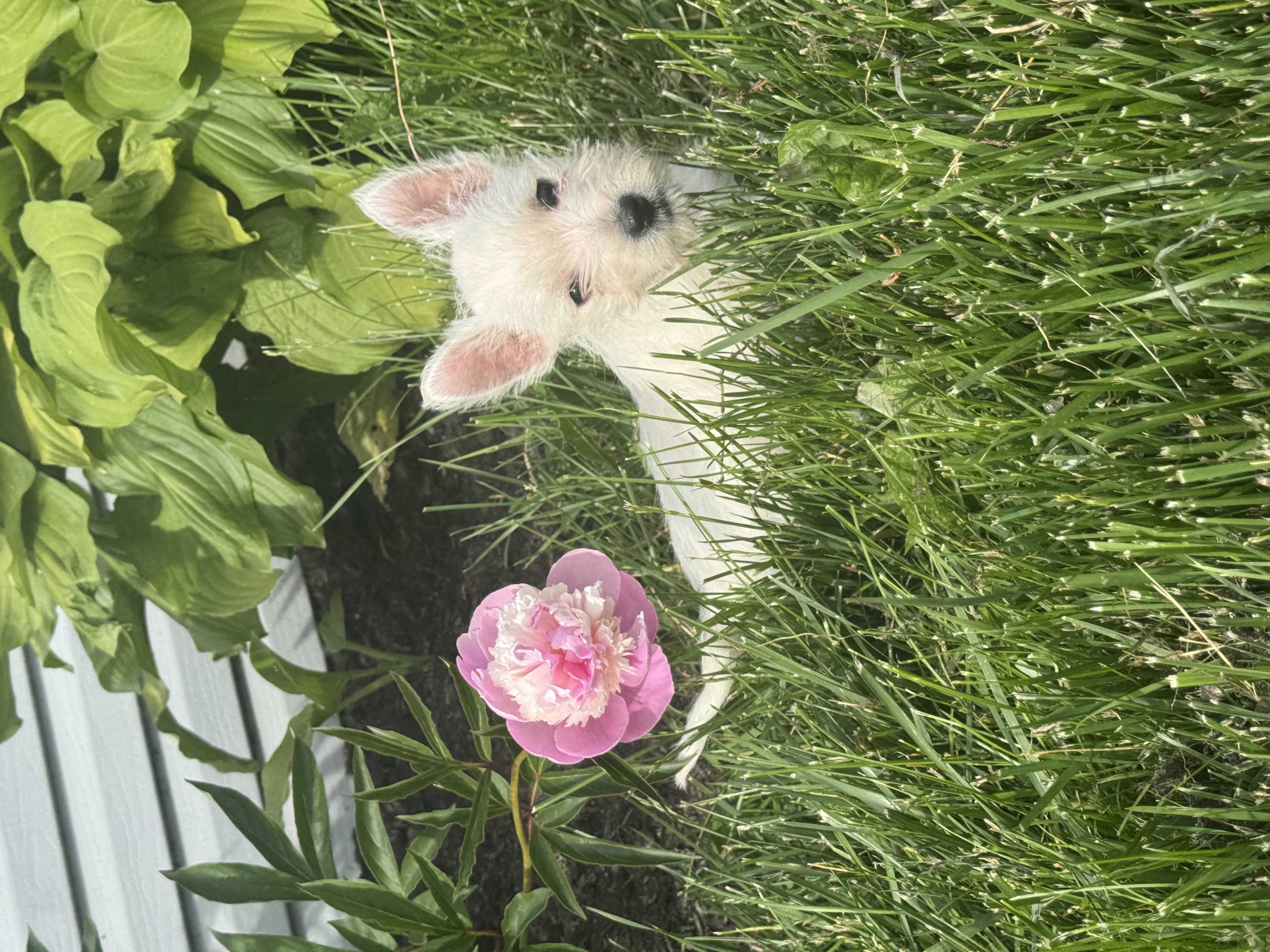 puppy photo
