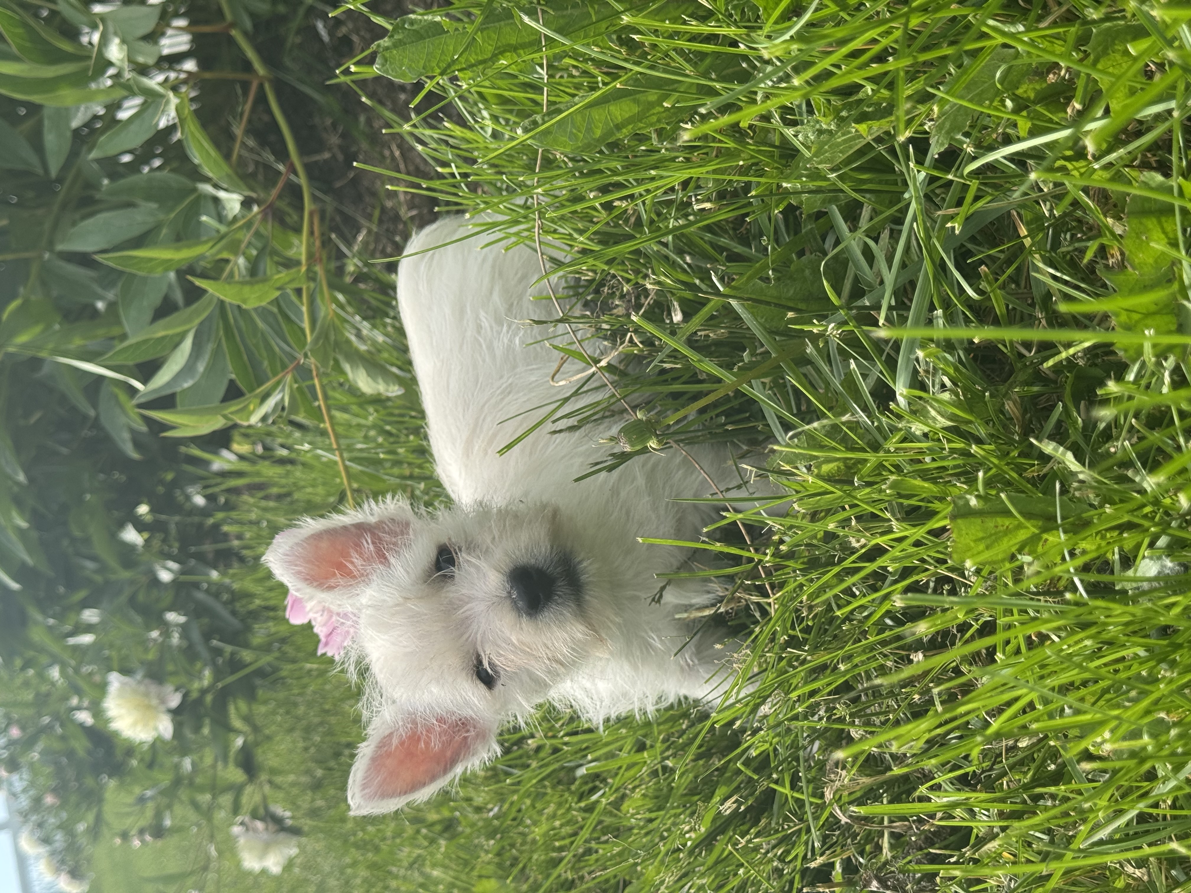 puppy photo
