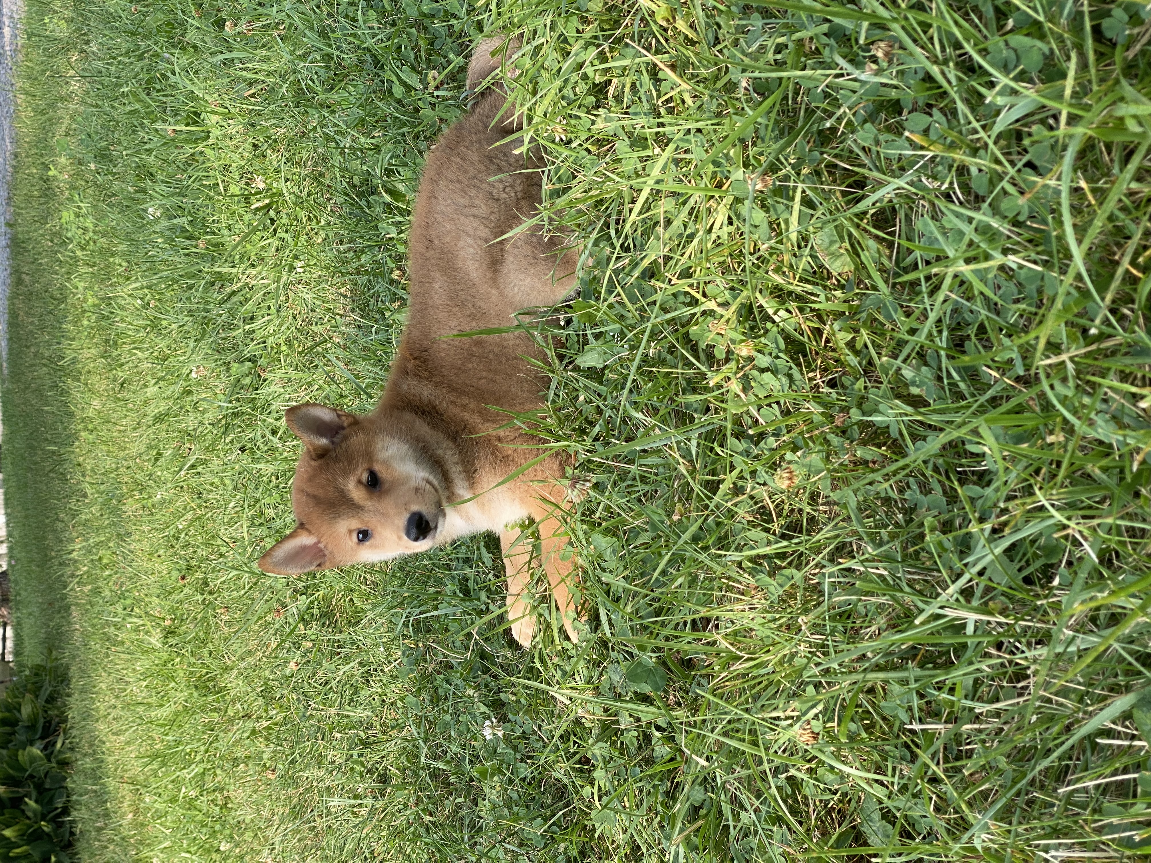 puppy, for, sale, Shiba Inu, Curtis  Martin, dog, breeder, Seneca Falls, NY, dog-breeder, puppy-for-sale, forsale, nearby, find, puppyfind, locator, puppylocator, aca