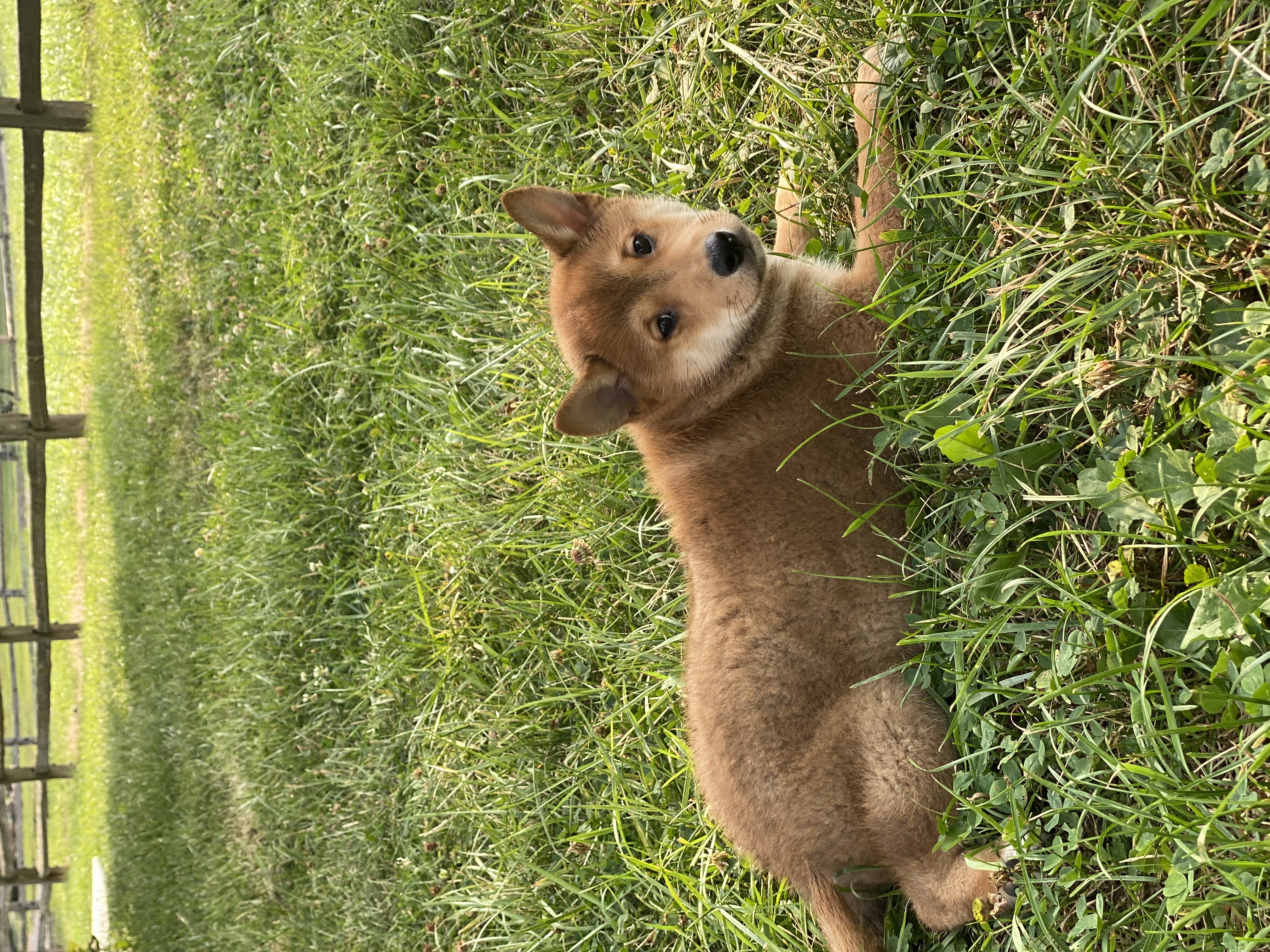 puppy, for, sale, Shiba Inu, Curtis  Martin, dog, breeder, Seneca Falls, NY, dog-breeder, puppy-for-sale, forsale, nearby, find, puppyfind, locator, puppylocator, aca