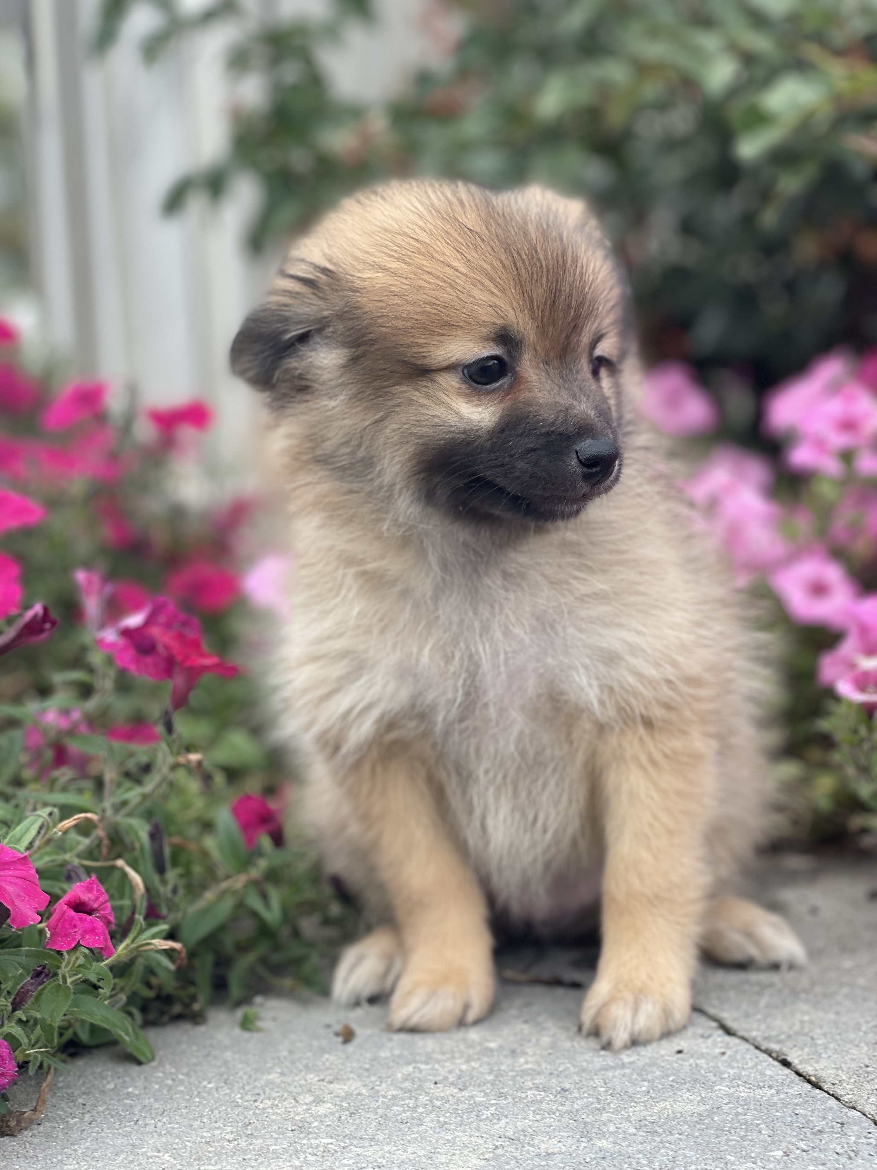 puppy, for, sale, Pomeranian, Curtis  Martin, dog, breeder, Seneca Falls, NY, dog-breeder, puppy-for-sale, forsale, nearby, find, puppyfind, locator, puppylocator, aca