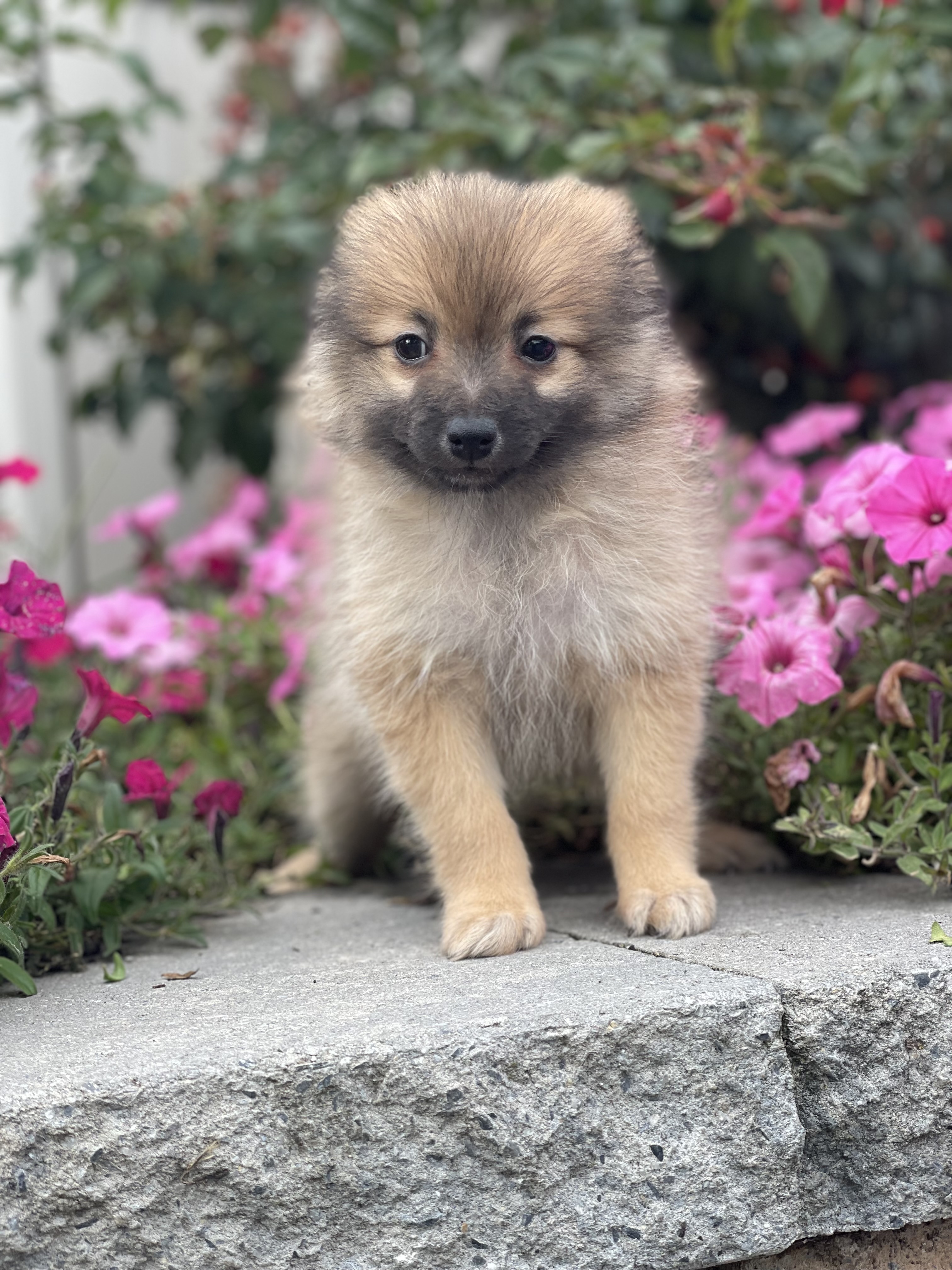 puppy, for, sale, Pomeranian, Curtis  Martin, dog, breeder, Seneca Falls, NY, dog-breeder, puppy-for-sale, forsale, nearby, find, puppyfind, locator, puppylocator, aca