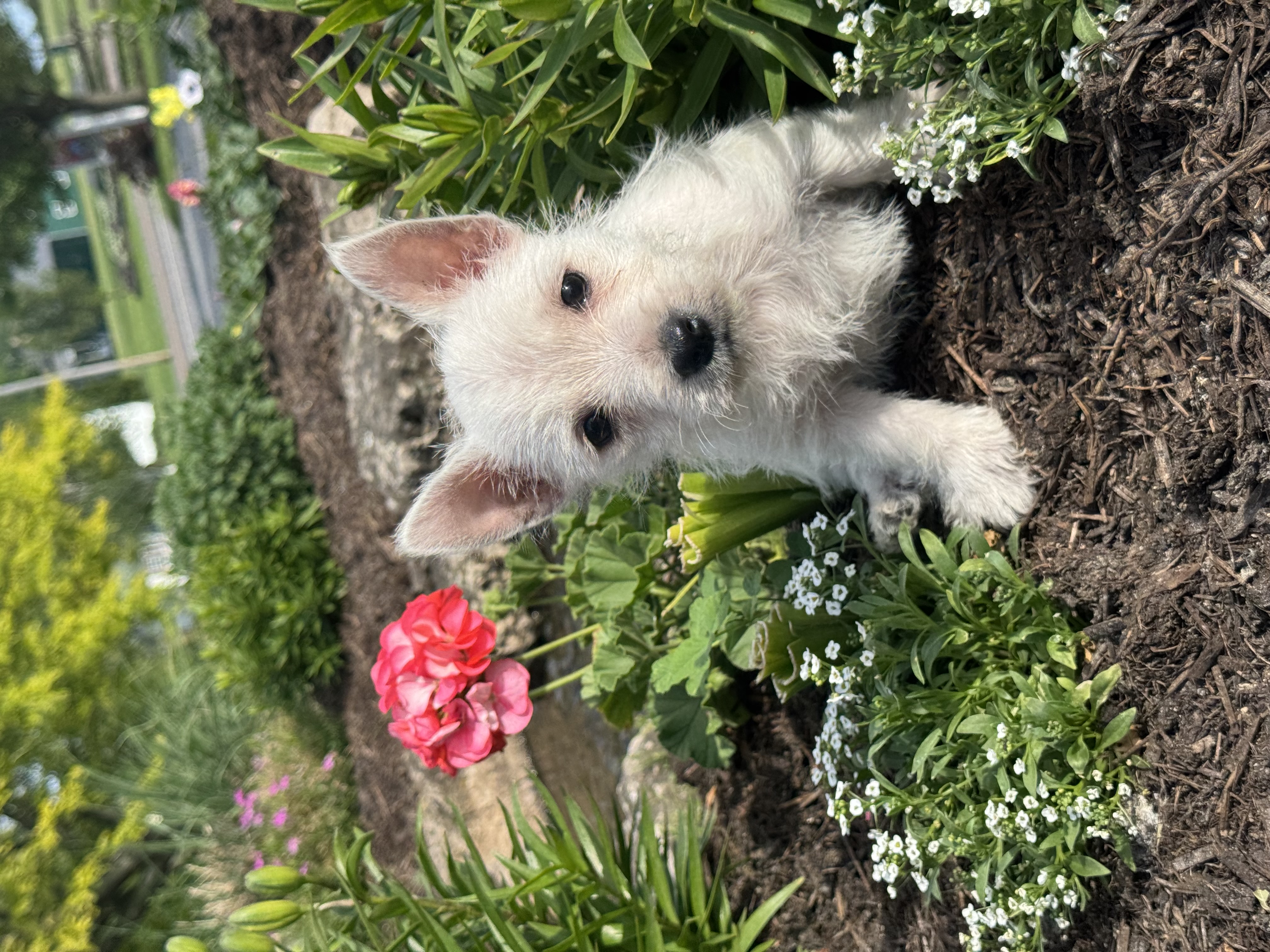 puppy photo