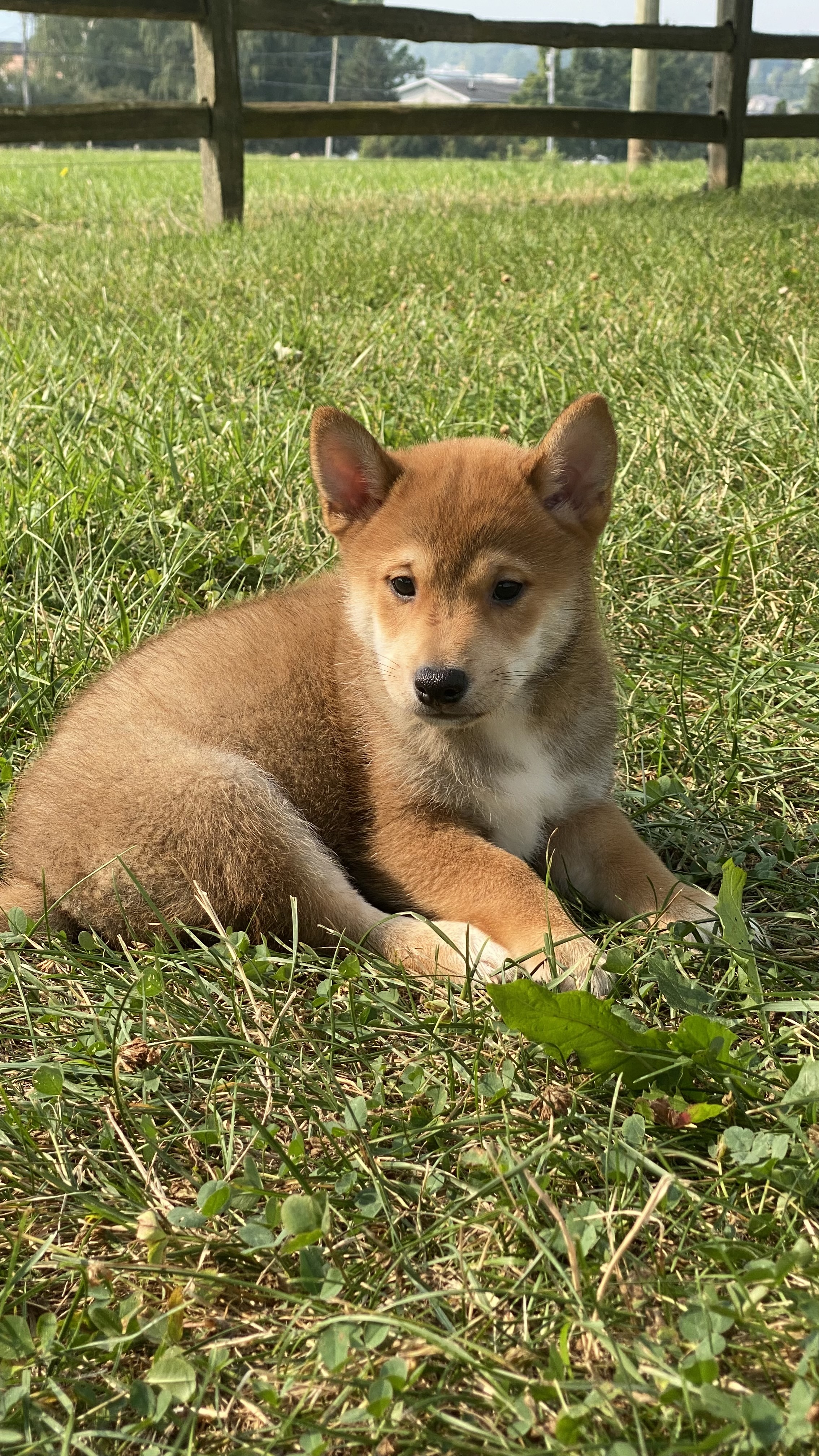 puppy photo