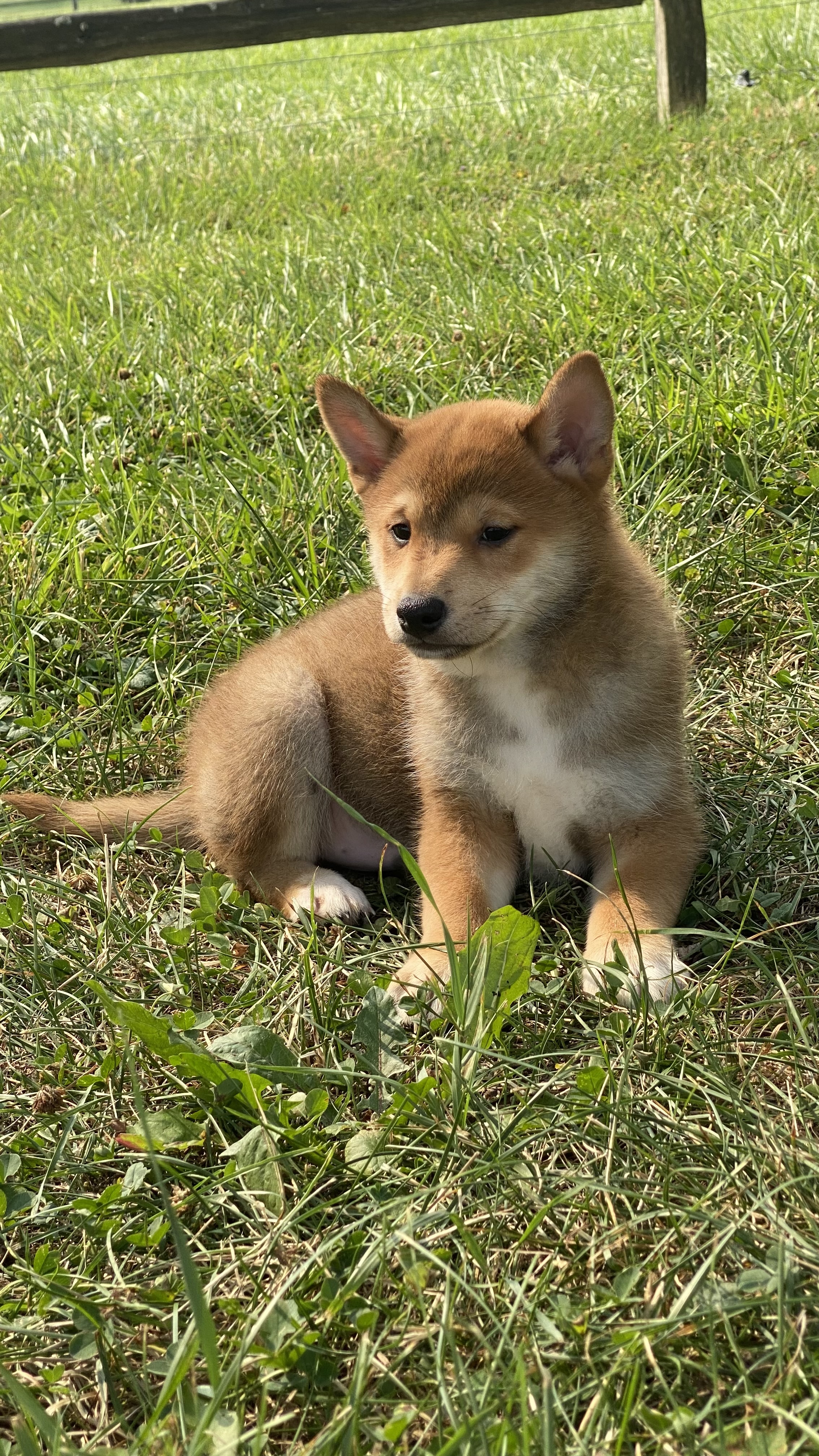 puppy photo