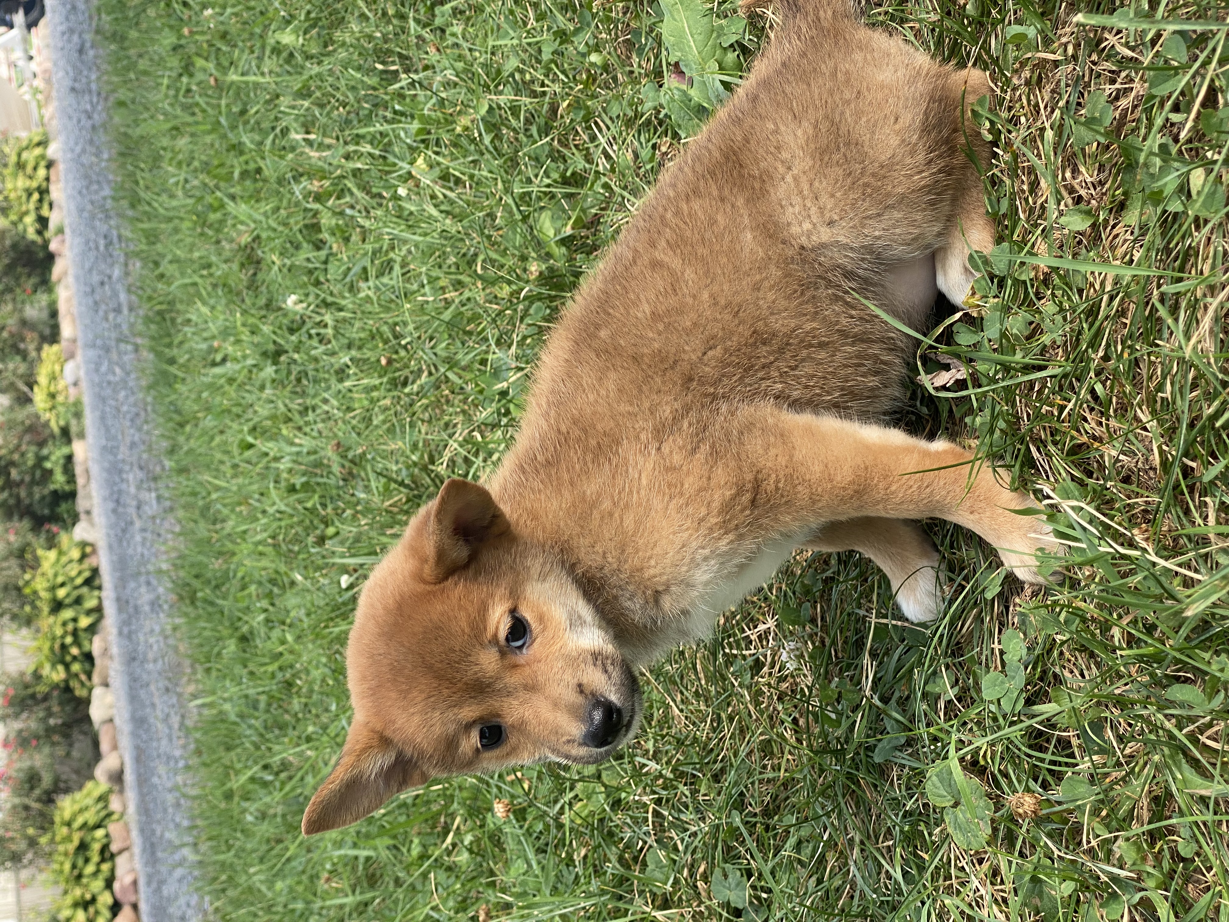 puppy, for, sale, Shiba Inu, Curtis  Martin, dog, breeder, Seneca Falls, NY, dog-breeder, puppy-for-sale, forsale, nearby, find, puppyfind, locator, puppylocator, aca