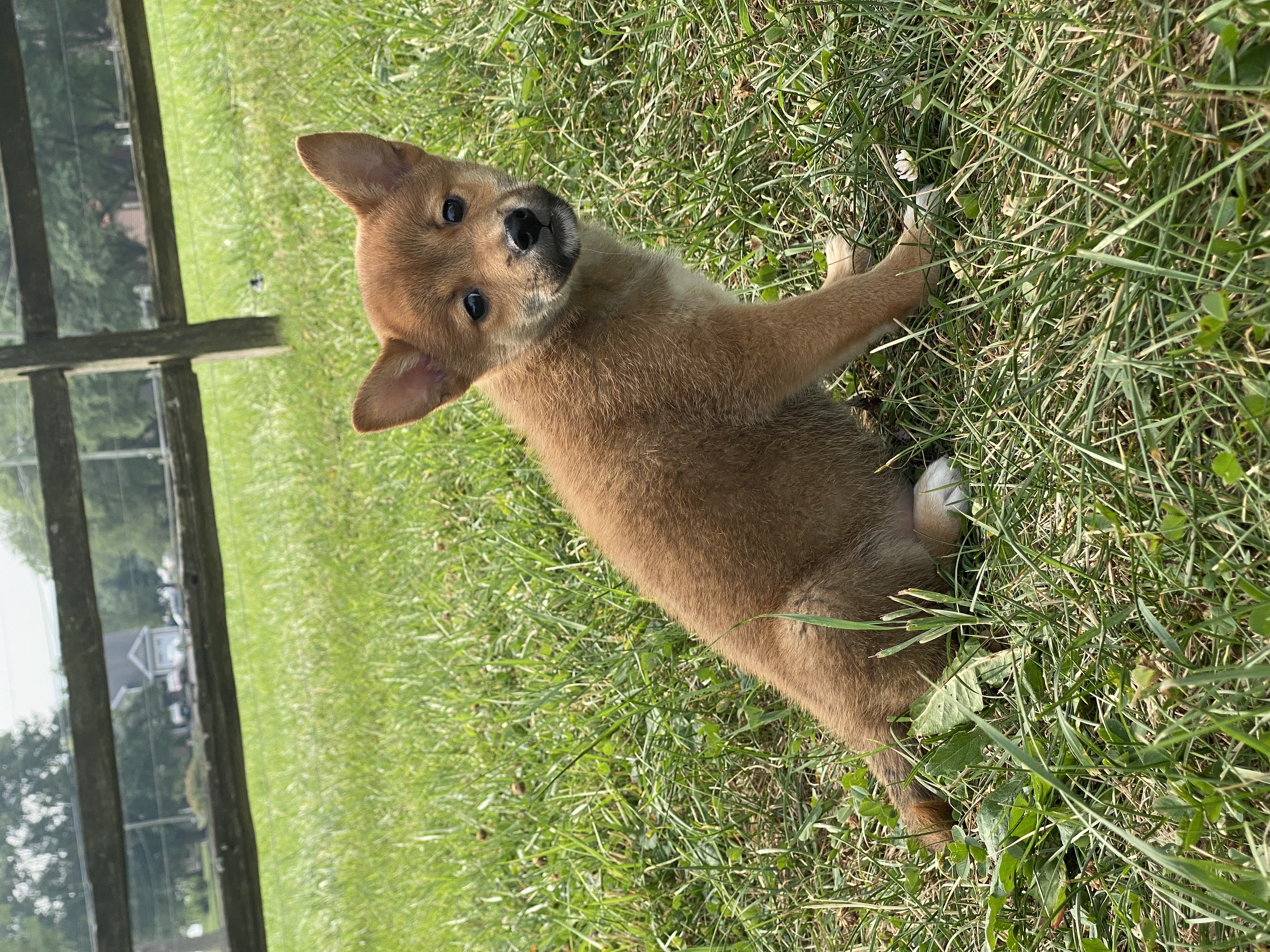 puppy, for, sale, Shiba Inu, Curtis  Martin, dog, breeder, Seneca Falls, NY, dog-breeder, puppy-for-sale, forsale, nearby, find, puppyfind, locator, puppylocator, aca