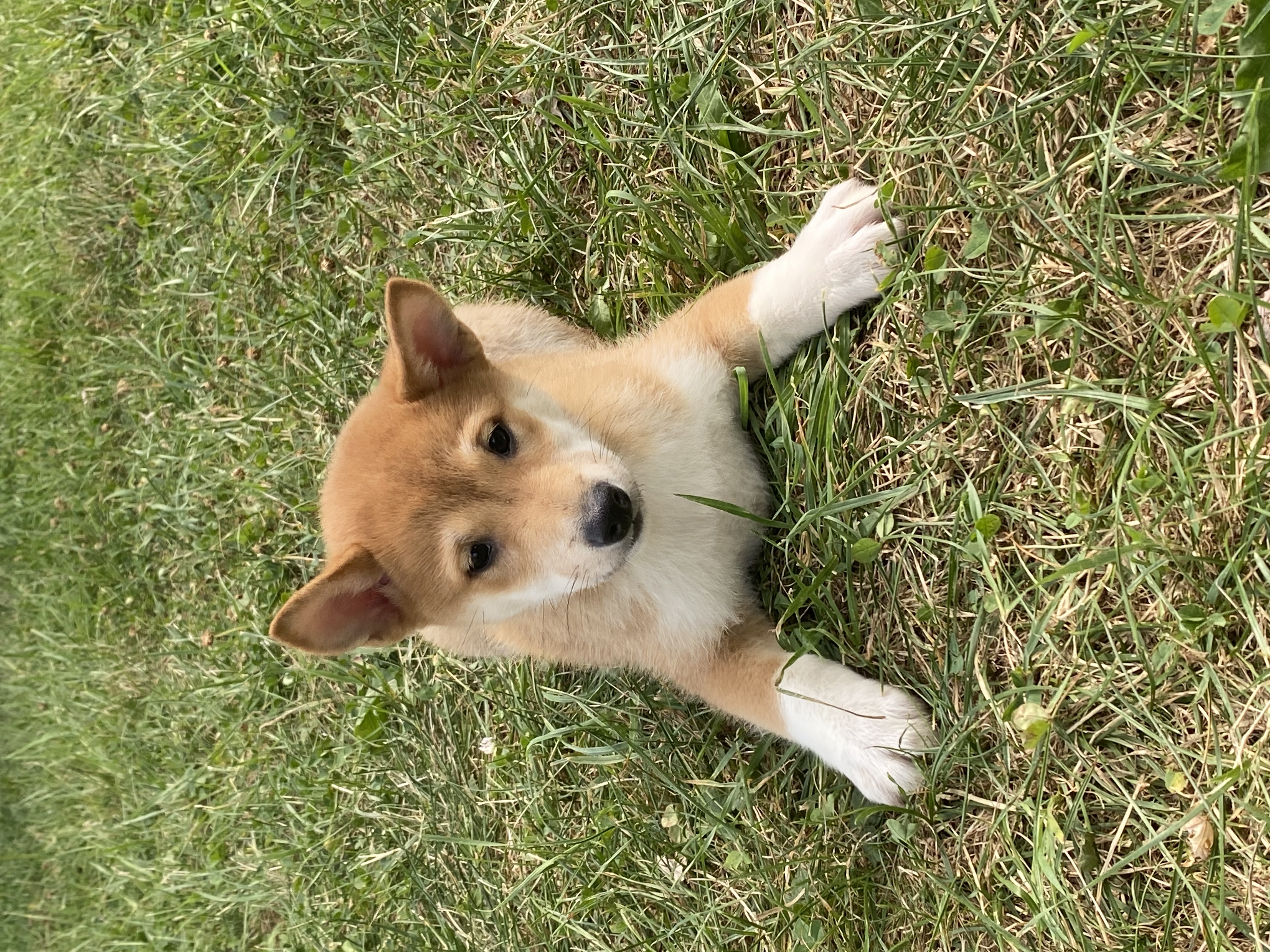 puppy, for, sale, Shiba Inu, Curtis  Martin, dog, breeder, Seneca Falls, NY, dog-breeder, puppy-for-sale, forsale, nearby, find, puppyfind, locator, puppylocator, aca