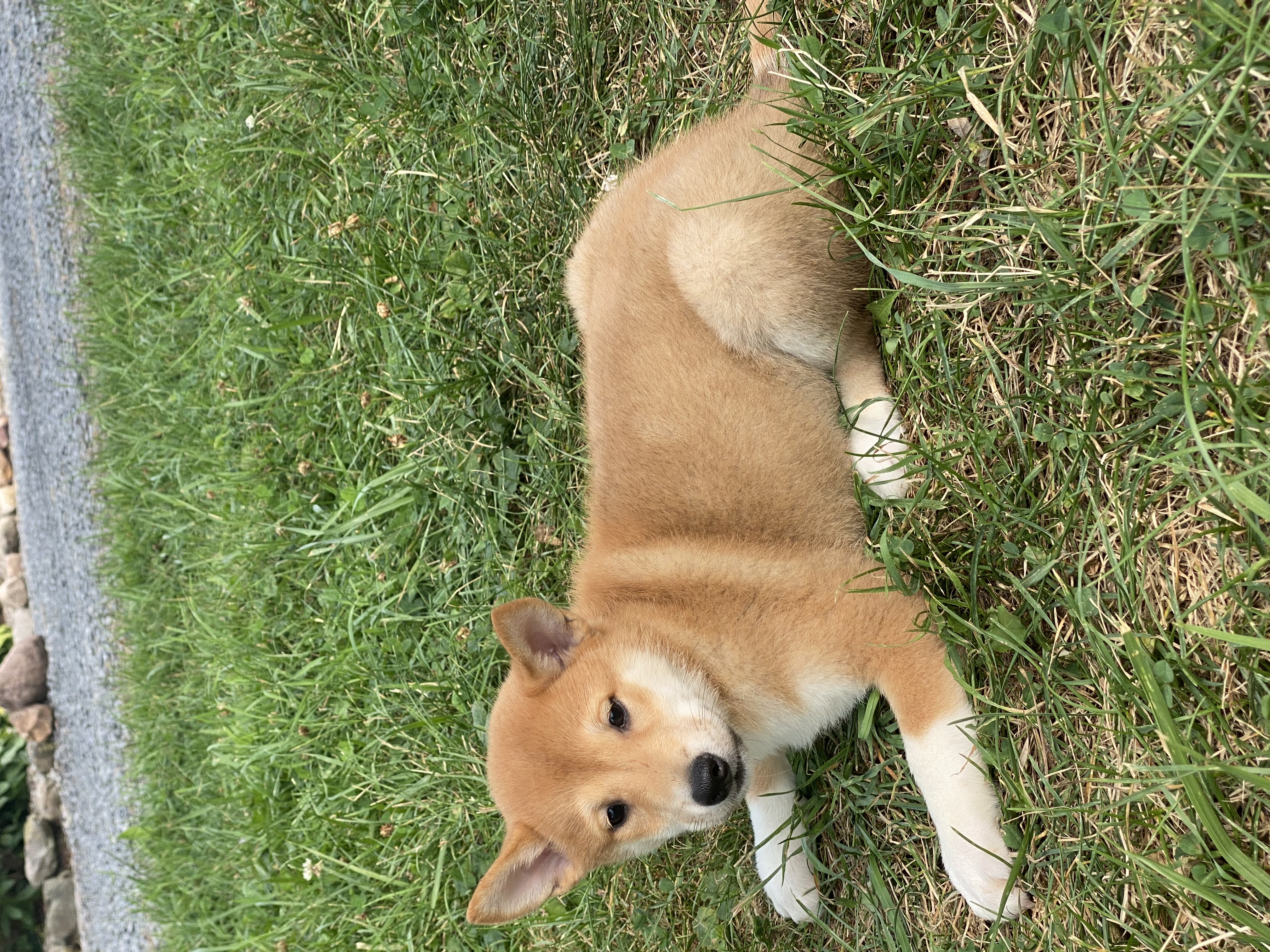 puppy, for, sale, Shiba Inu, Curtis  Martin, dog, breeder, Seneca Falls, NY, dog-breeder, puppy-for-sale, forsale, nearby, find, puppyfind, locator, puppylocator, aca
