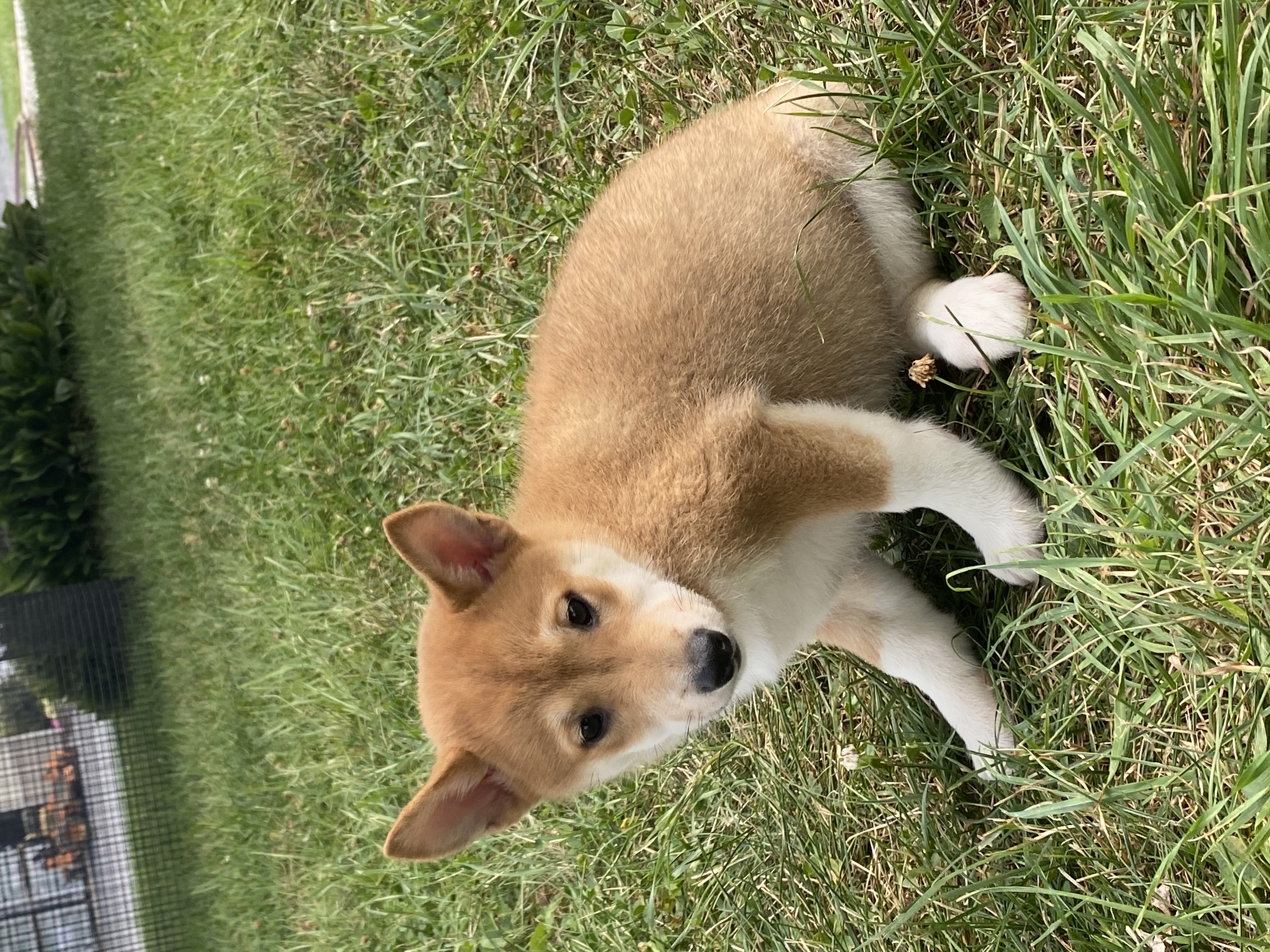 puppy, for, sale, Shiba Inu, Curtis  Martin, dog, breeder, Seneca Falls, NY, dog-breeder, puppy-for-sale, forsale, nearby, find, puppyfind, locator, puppylocator, aca
