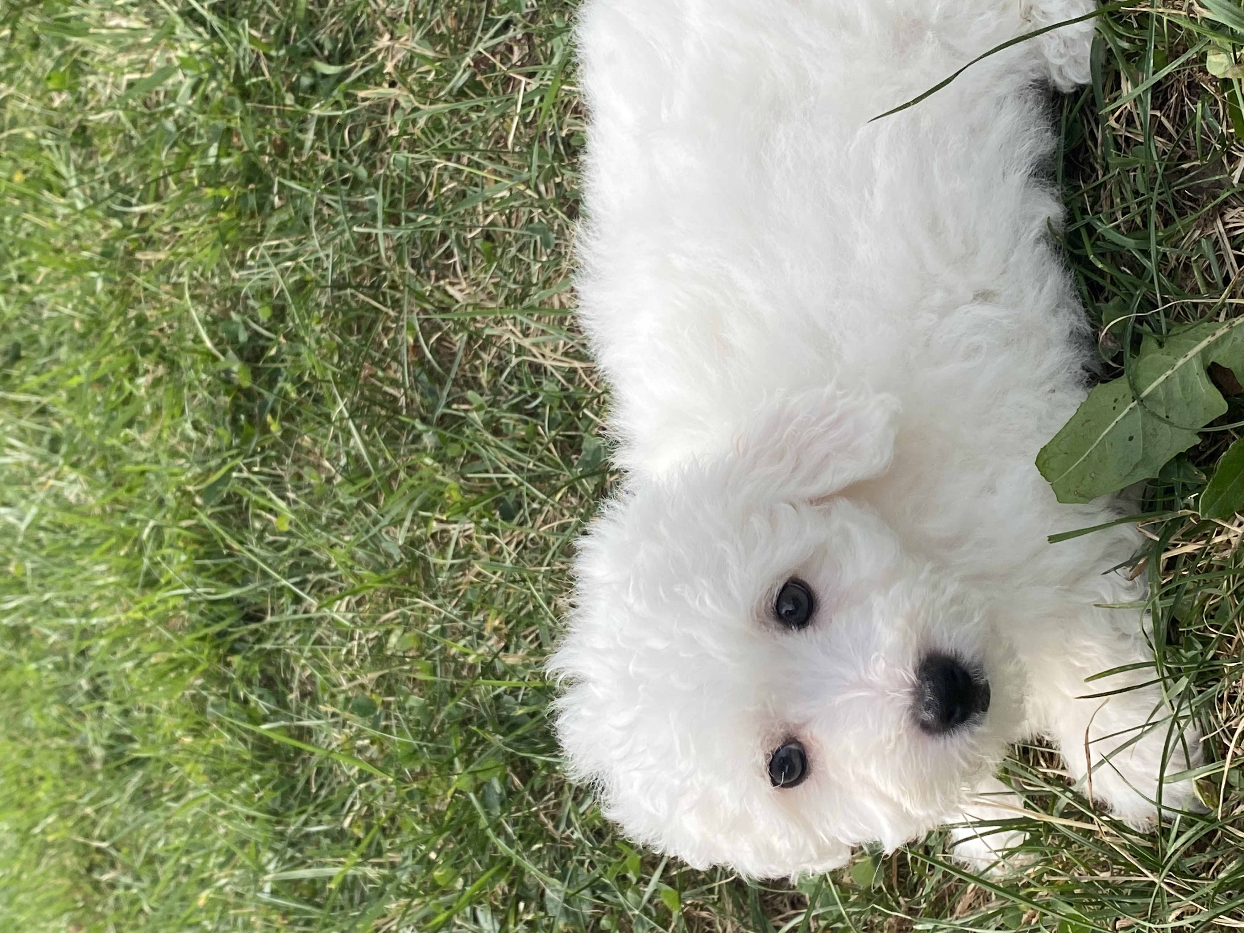 puppy, for, sale, Bichon Frise, Curtis  Martin, dog, breeder, Seneca Falls, NY, dog-breeder, puppy-for-sale, forsale, nearby, find, puppyfind, locator, puppylocator, aca